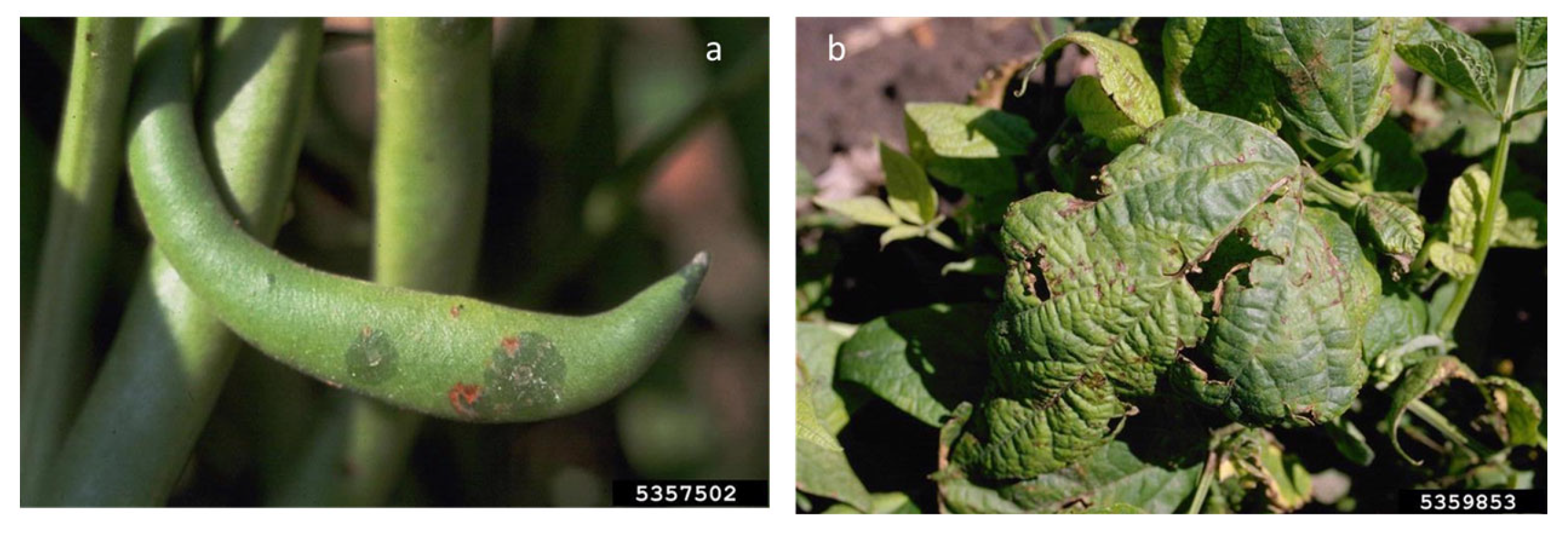 Plants 12 02040 g014 Plants 12 02040 g014