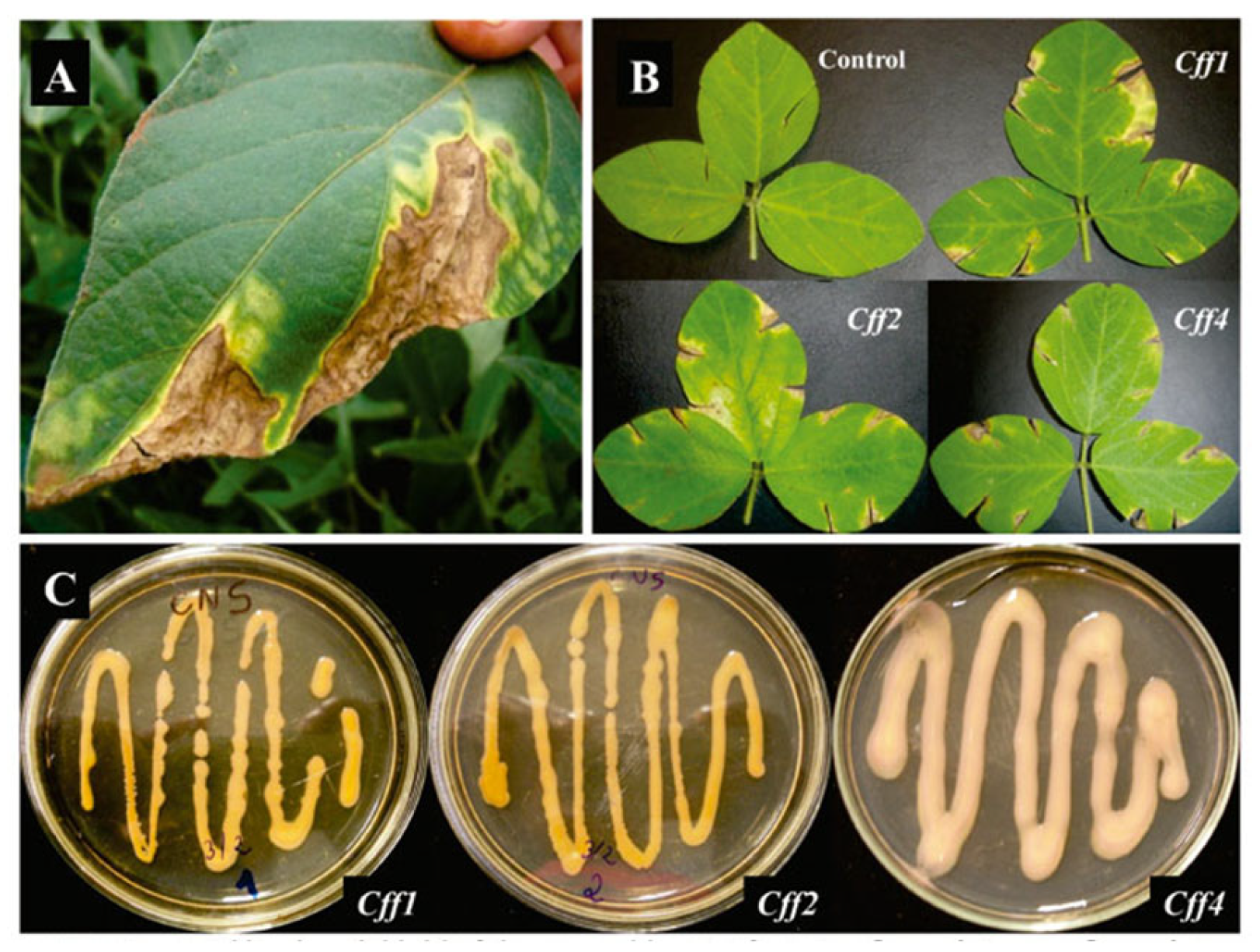 Plants 12 02040 g016 Plants 12 02040 g016