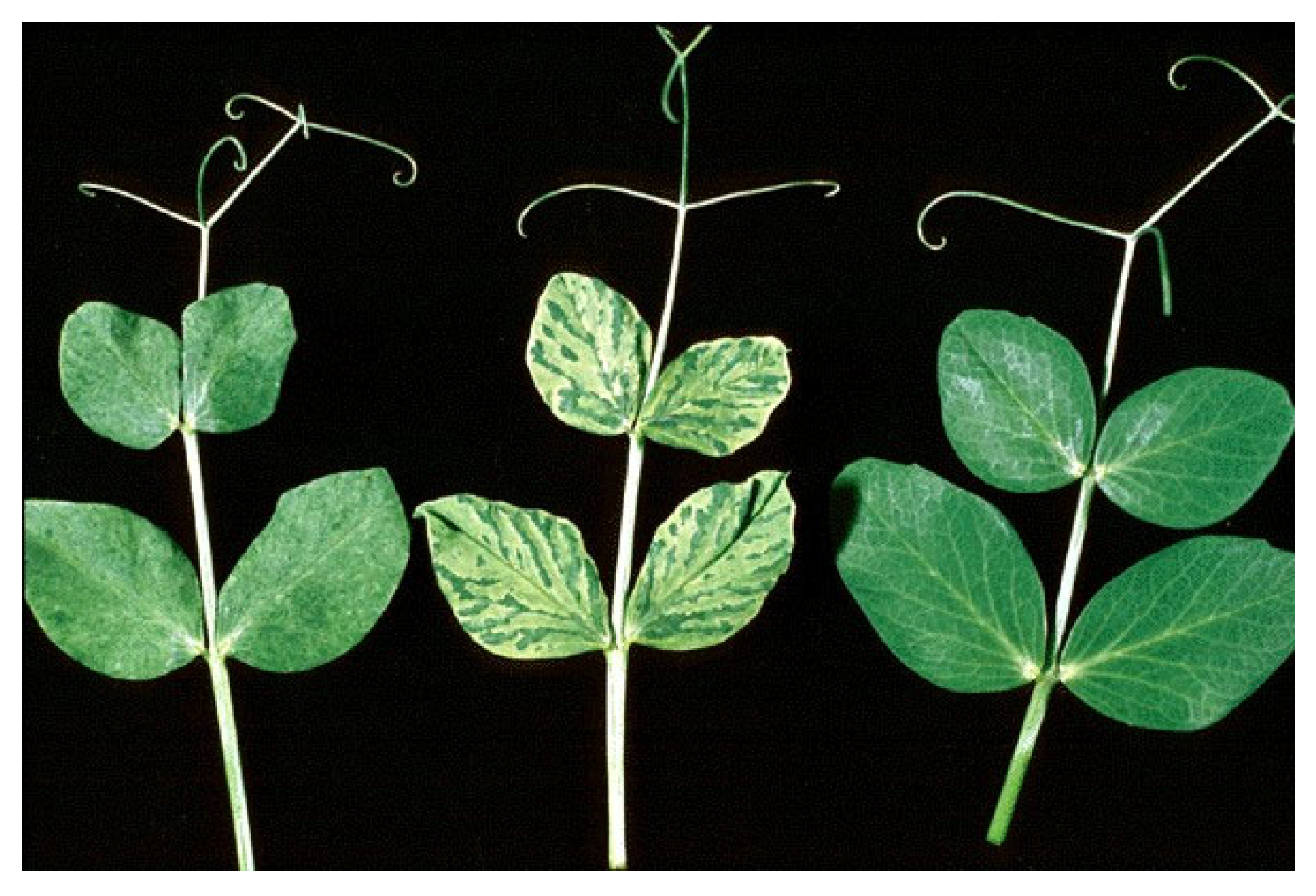 Plants 12 02040 g017 Plants 12 02040 g017