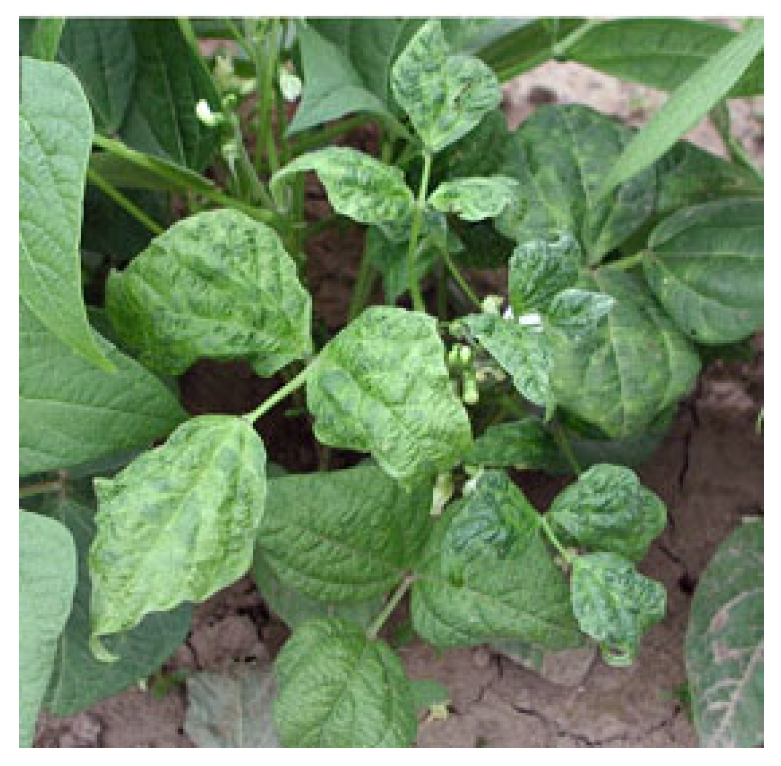 Plants 12 02040 g018 Plants 12 02040 g018