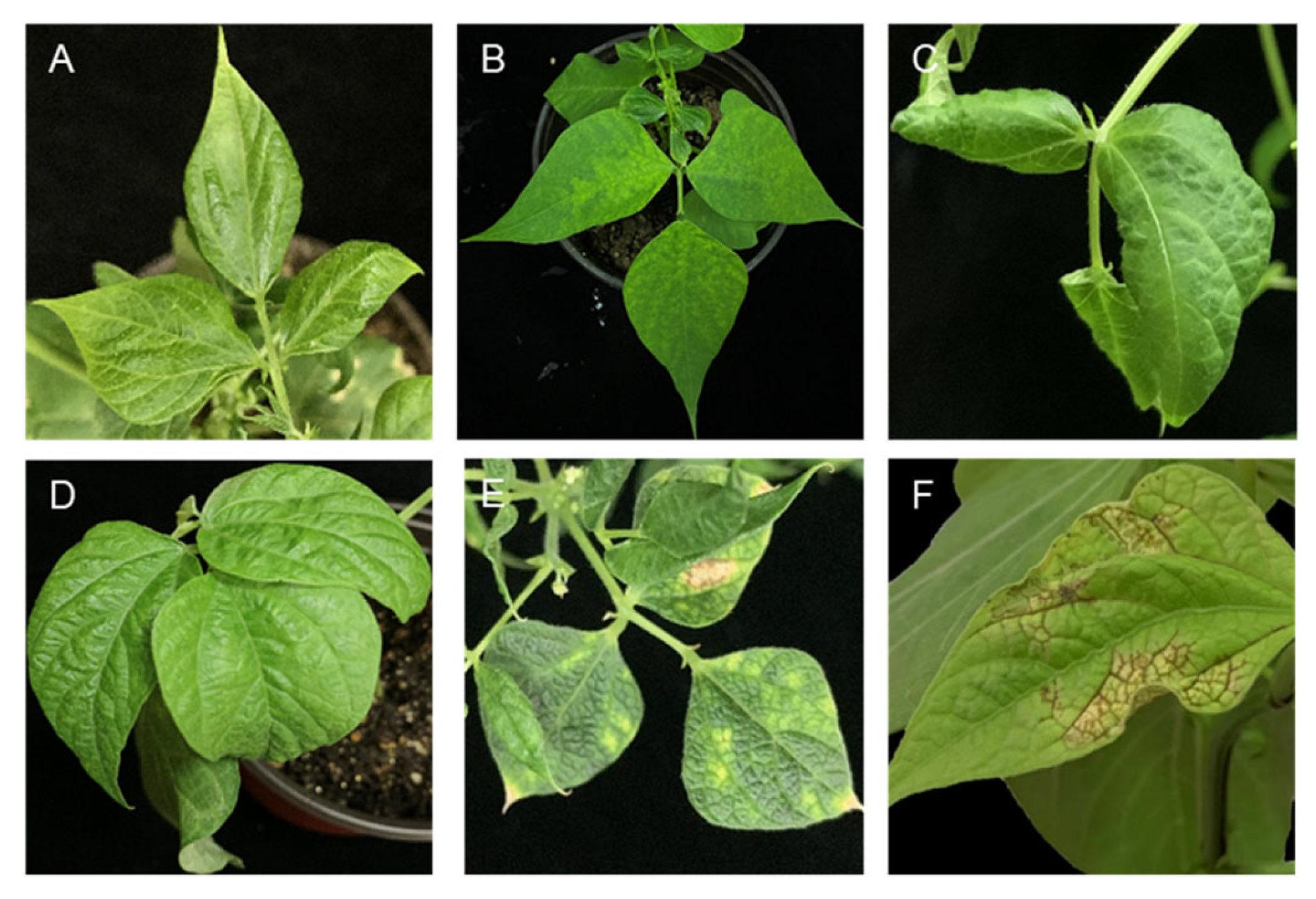 Plants 12 02040 g019 Plants 12 02040 g019