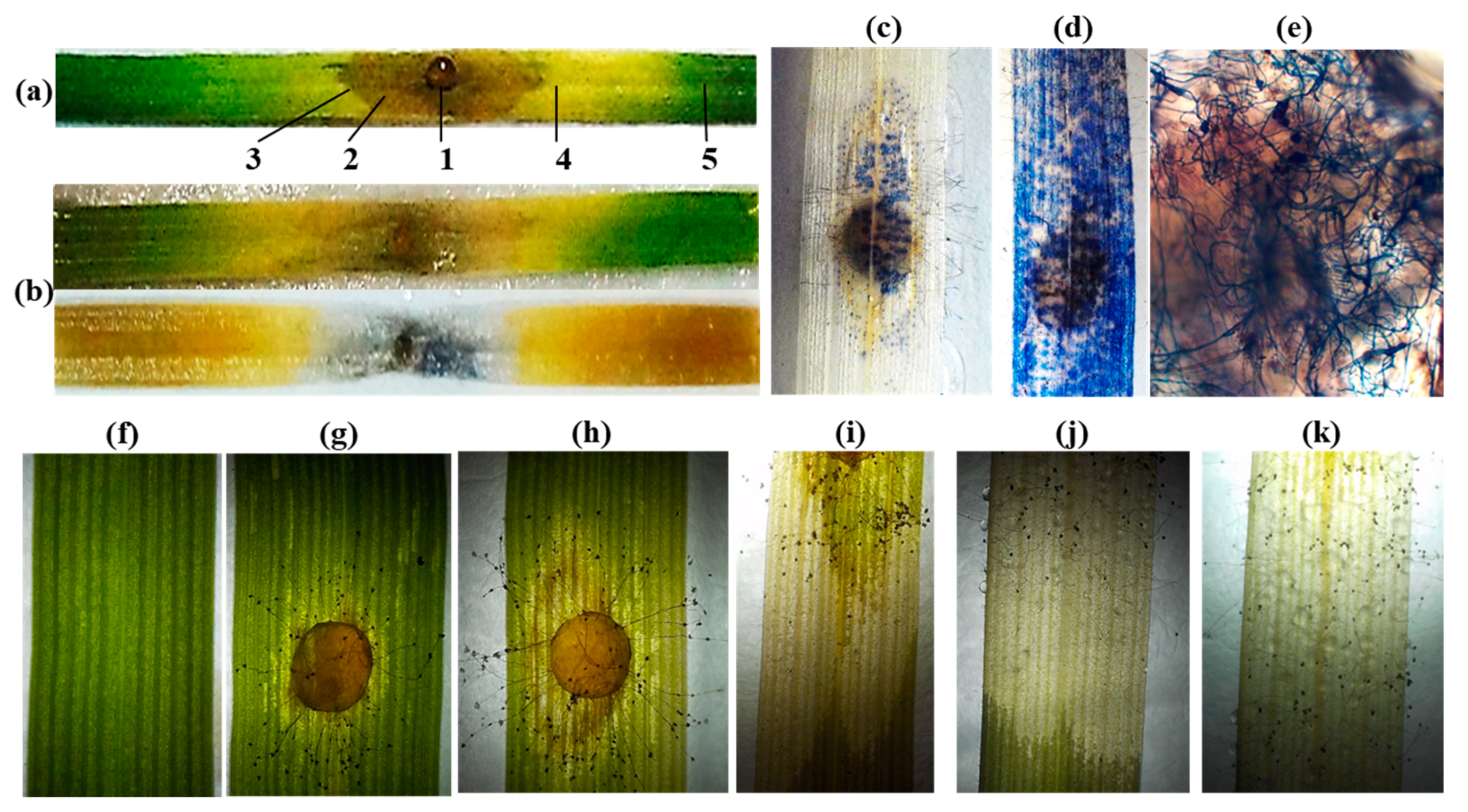 Plants 12 02050 g004 Plants 12 02050 g004