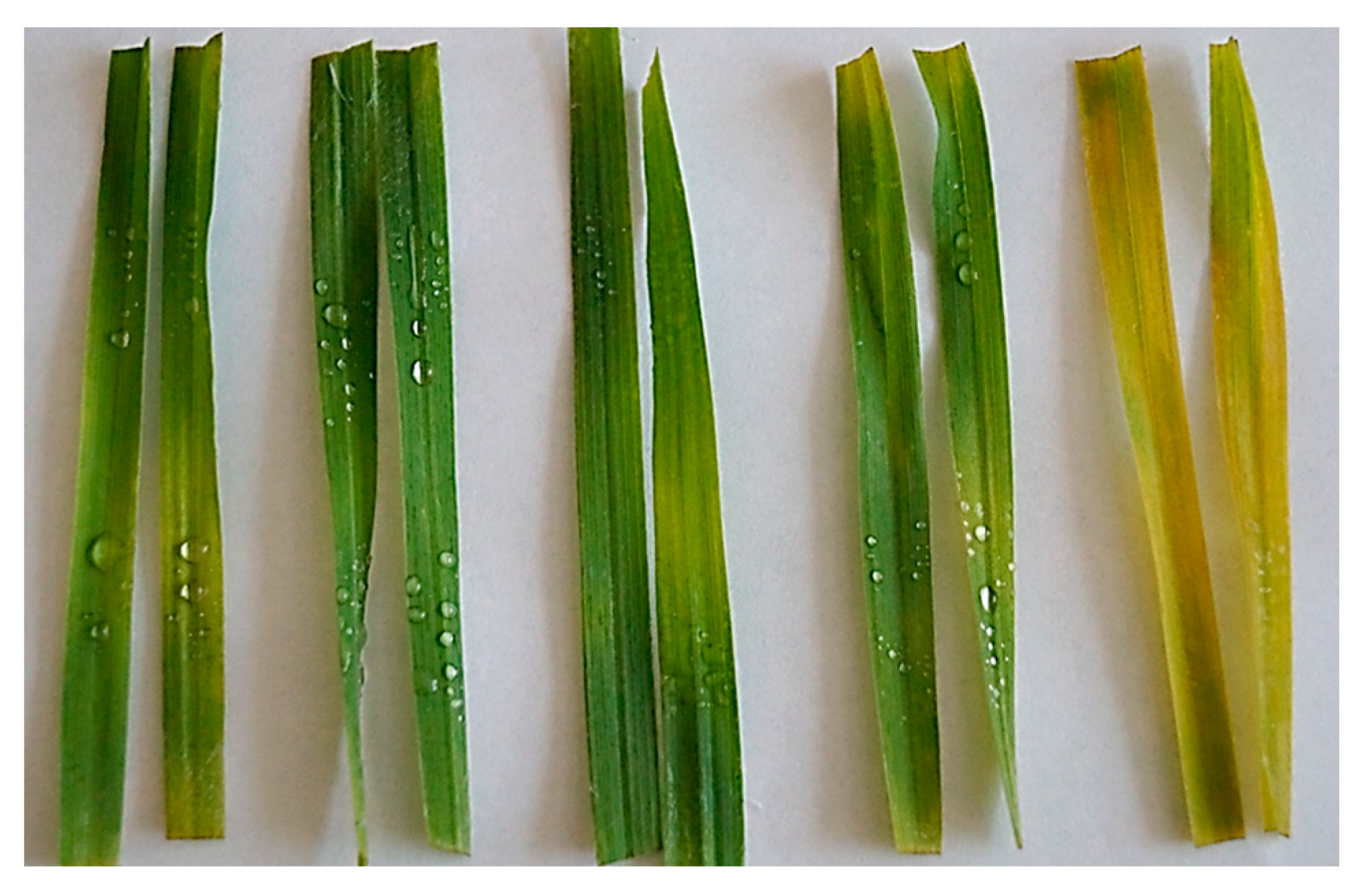 Plants 12 02050 g008 Plants 12 02050 g008