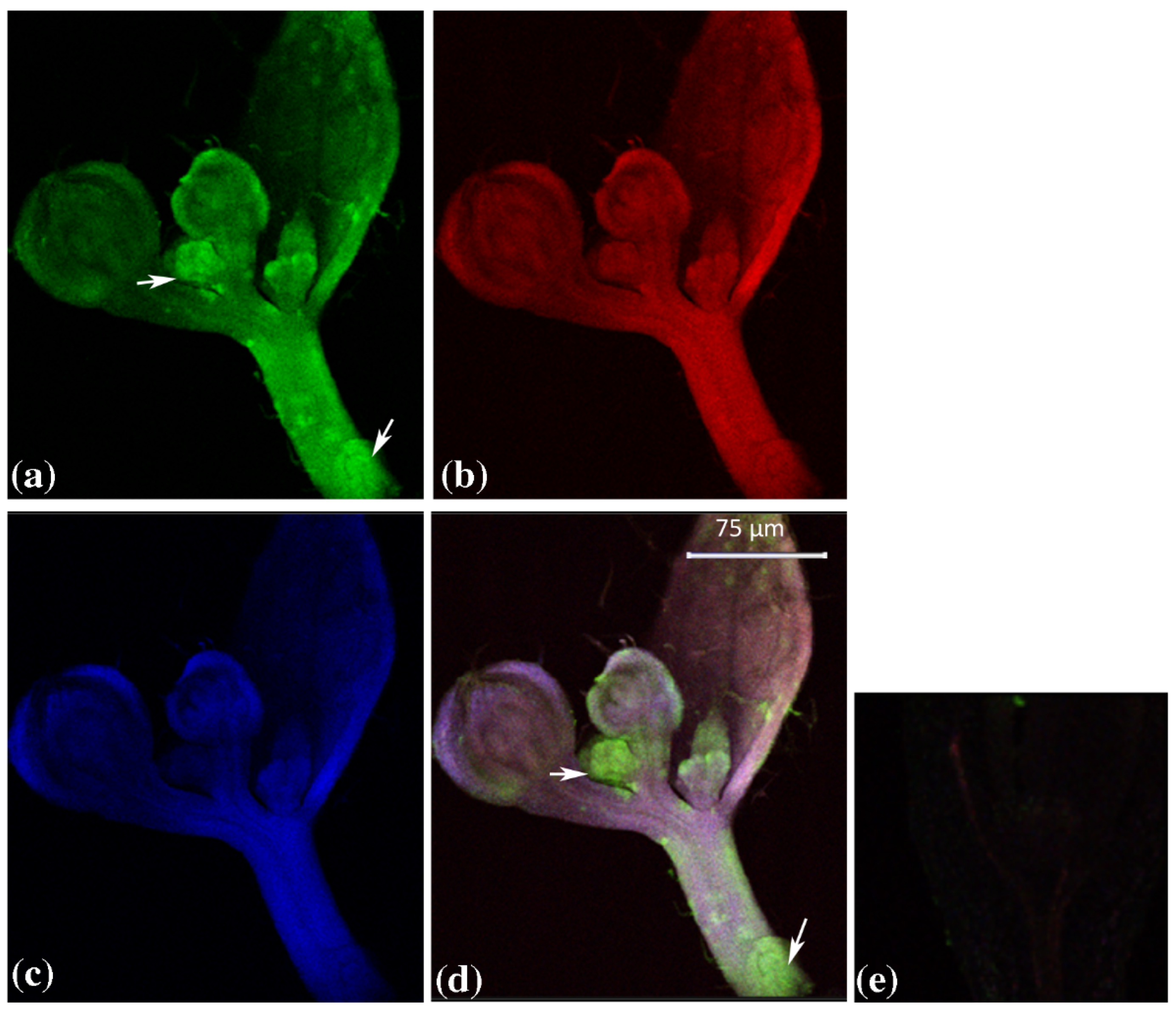 Plants 12 02051 g002 Plants 12 02051 g002