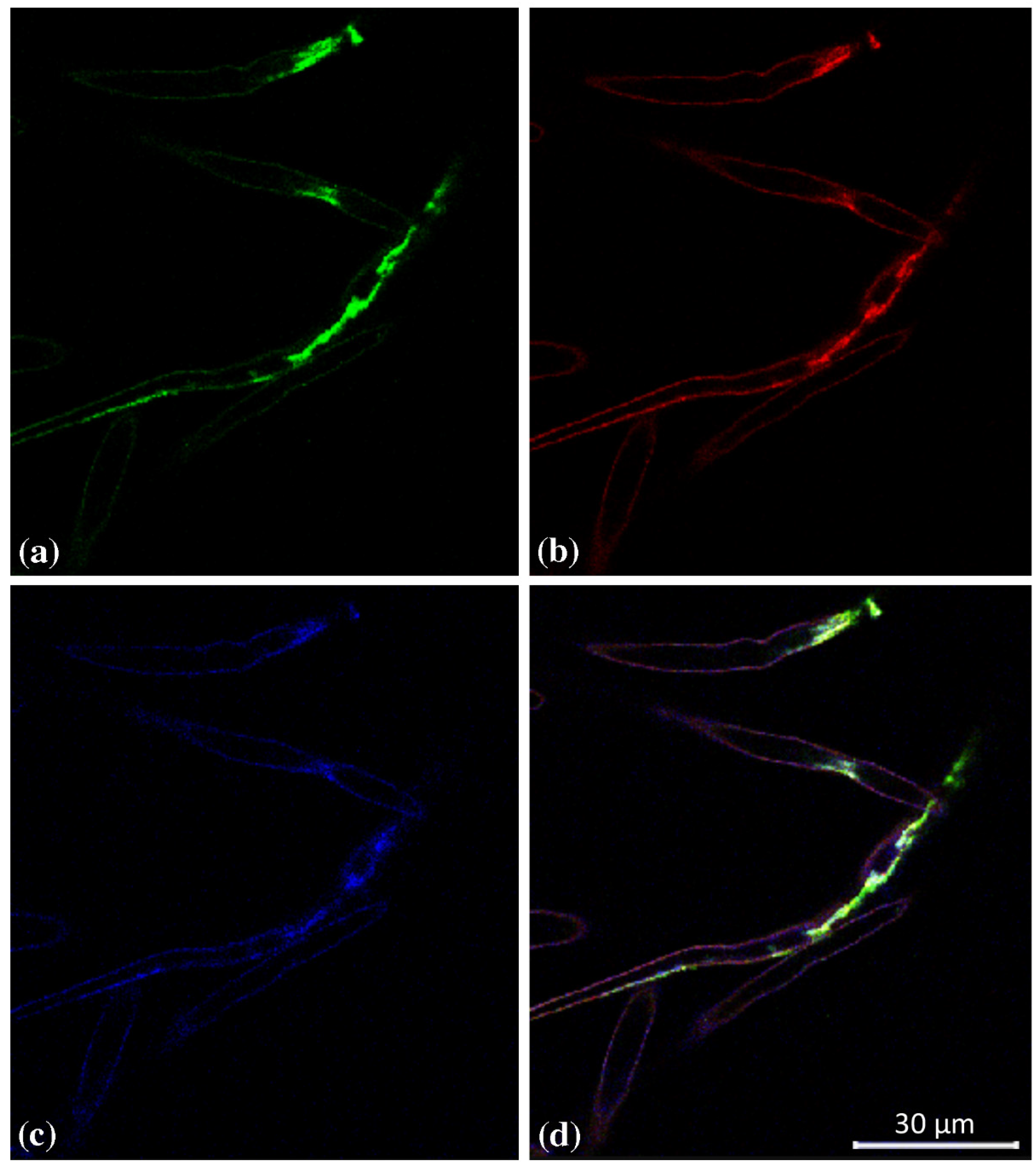 Plants 12 02051 g003 Plants 12 02051 g003