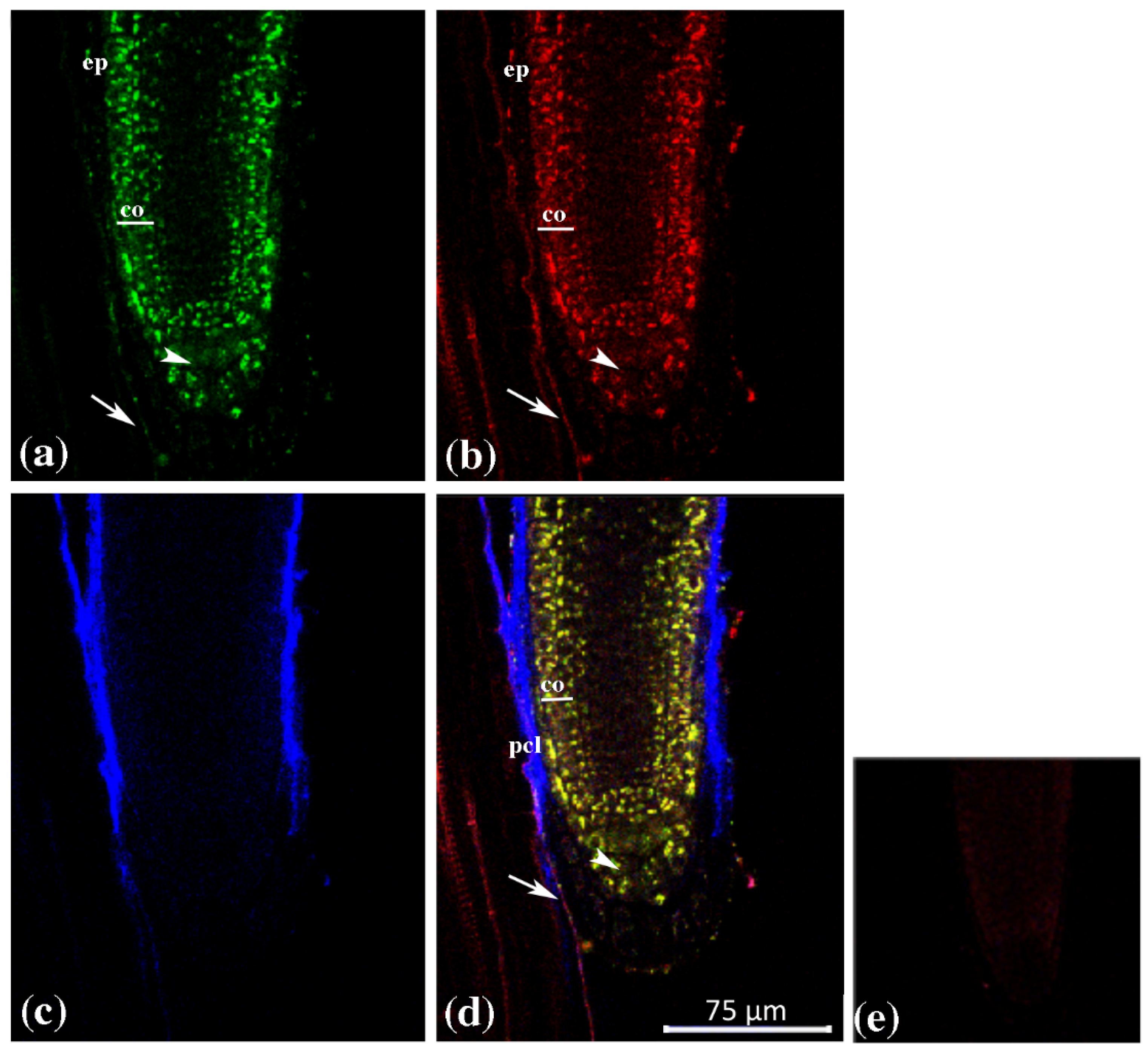Plants 12 02051 g004 Plants 12 02051 g004