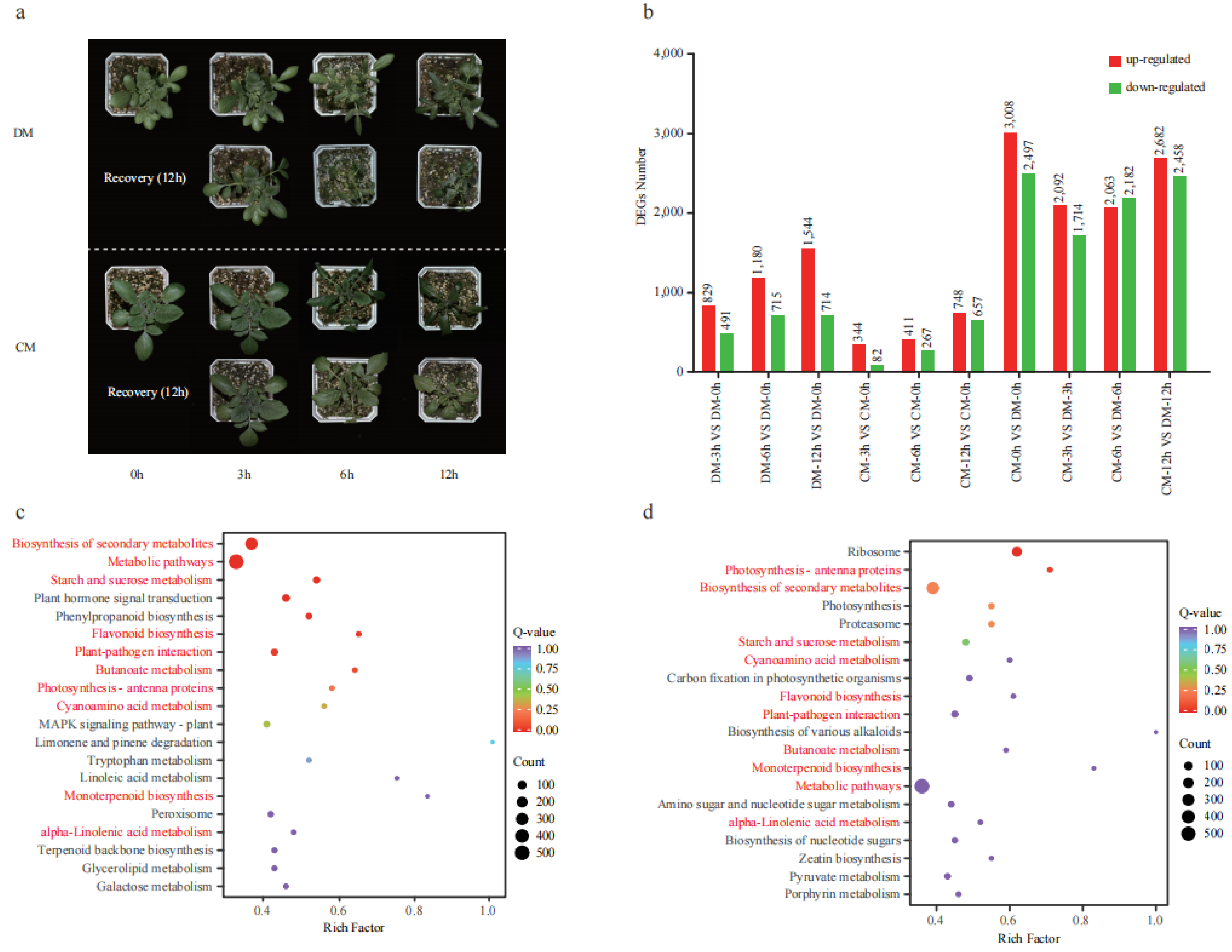 Plants 12 02054 g003 Plants 12 02054 g003