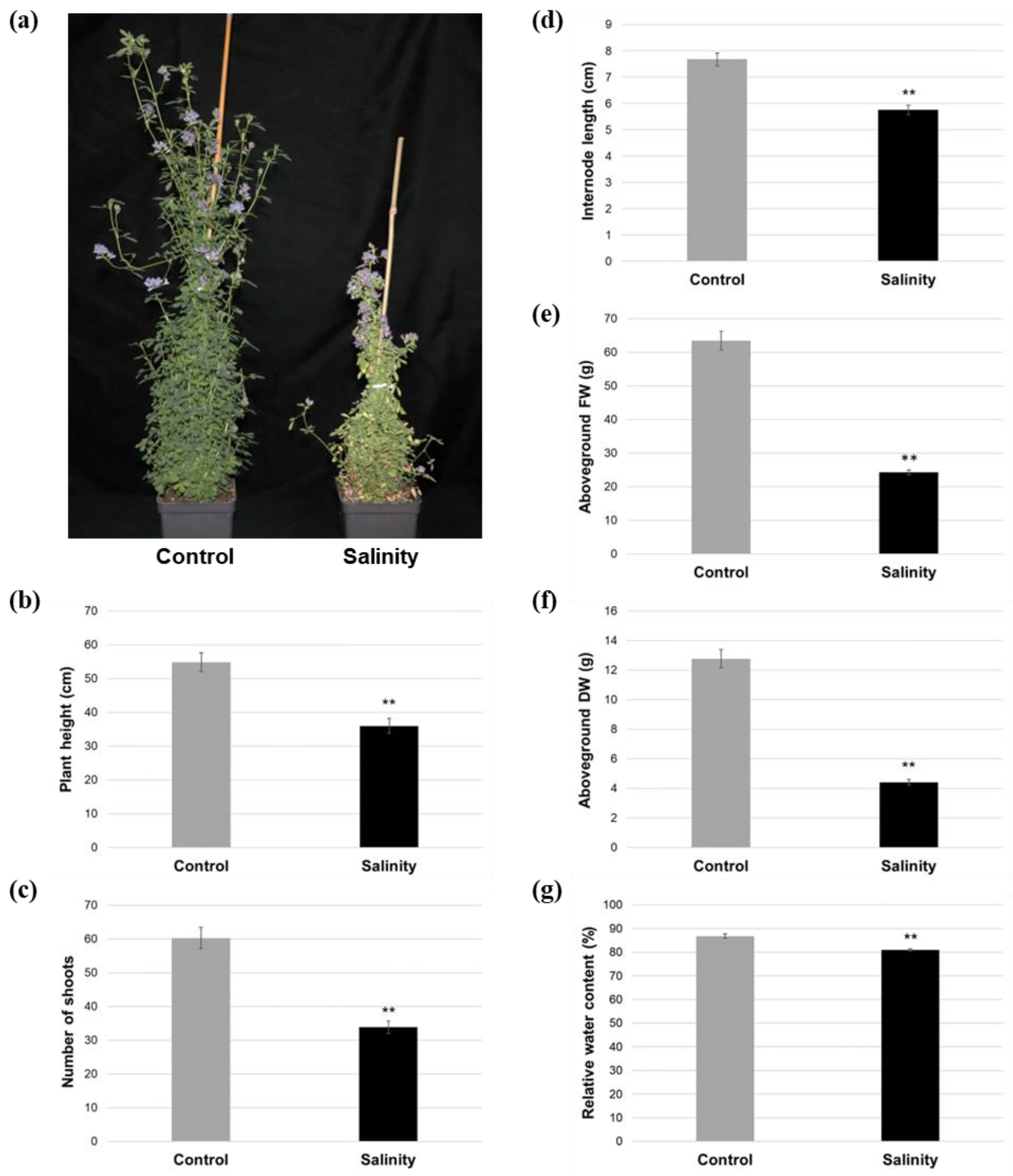 Plants 12 02059 g001