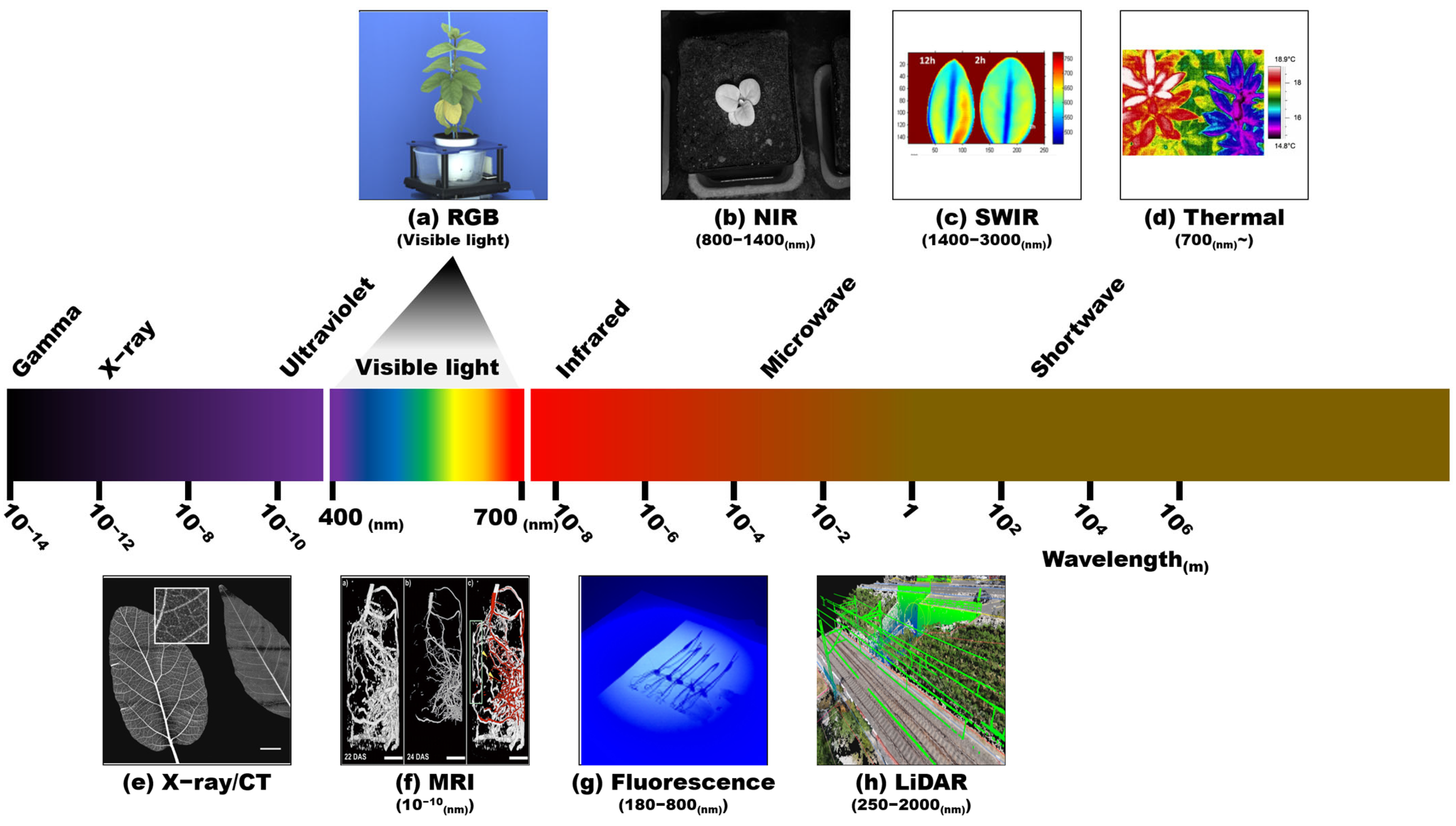 Plants 12 02061 g002 Plants 12 02061 g002