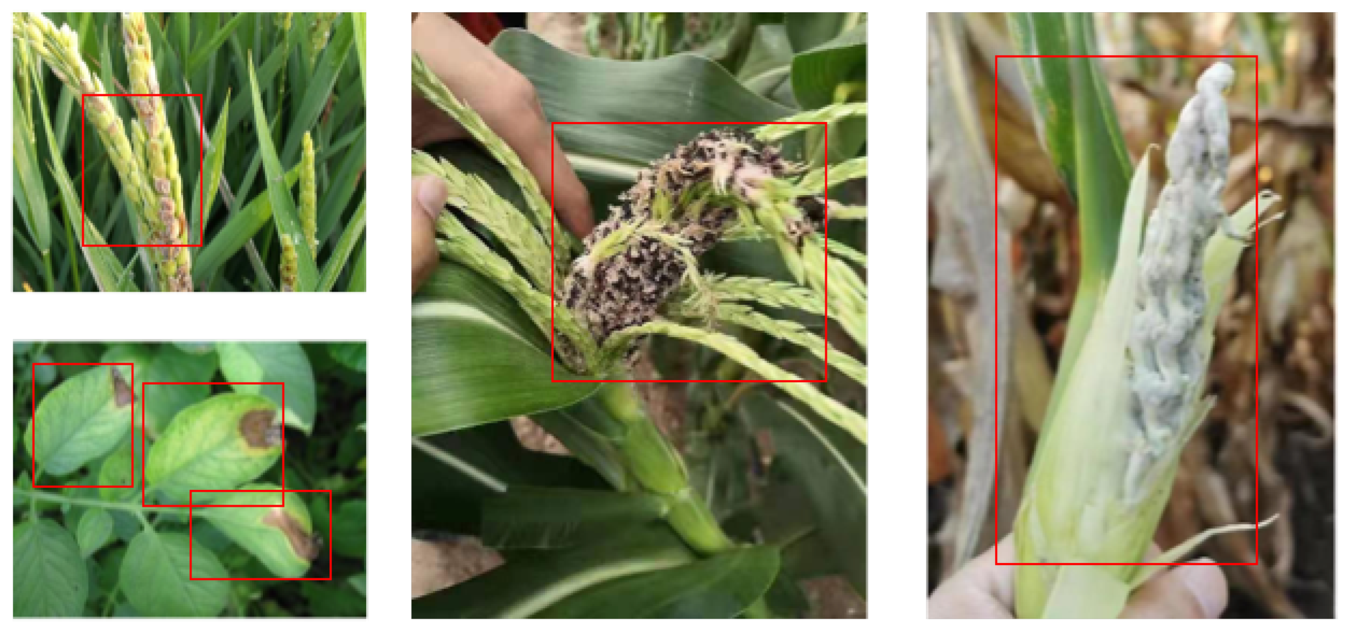 Plants 12 02073 g001