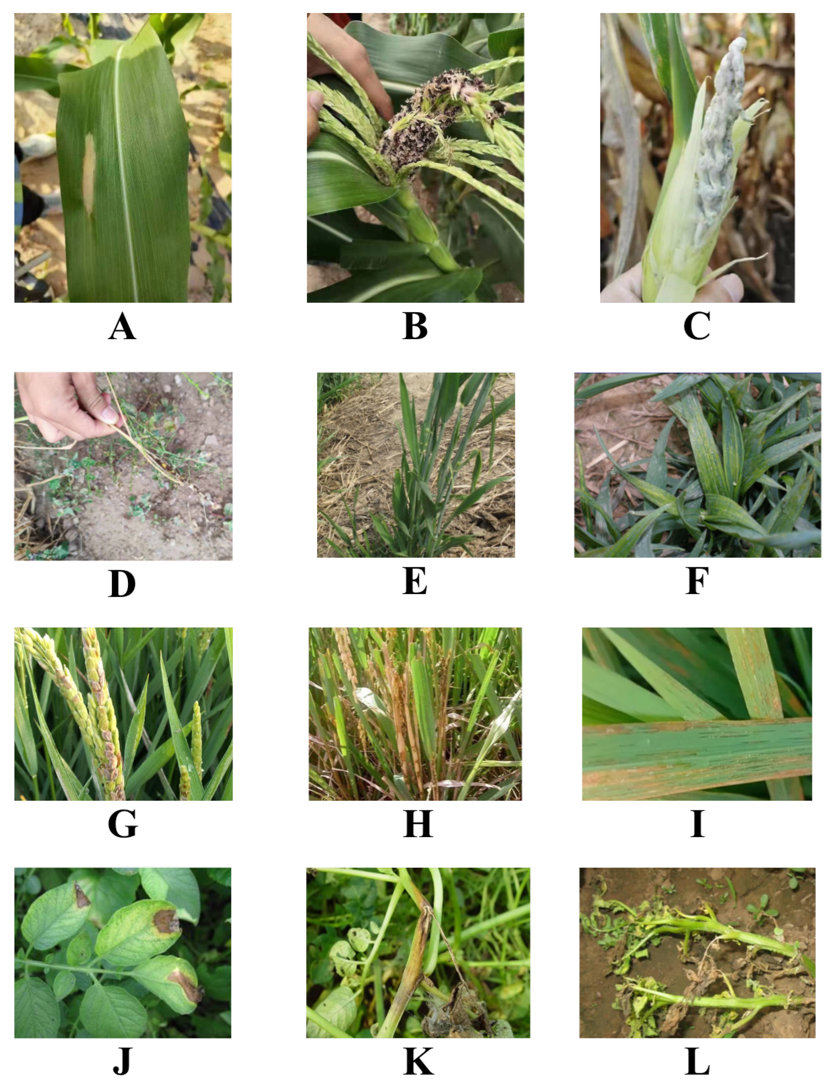 Plants 12 02073 g006