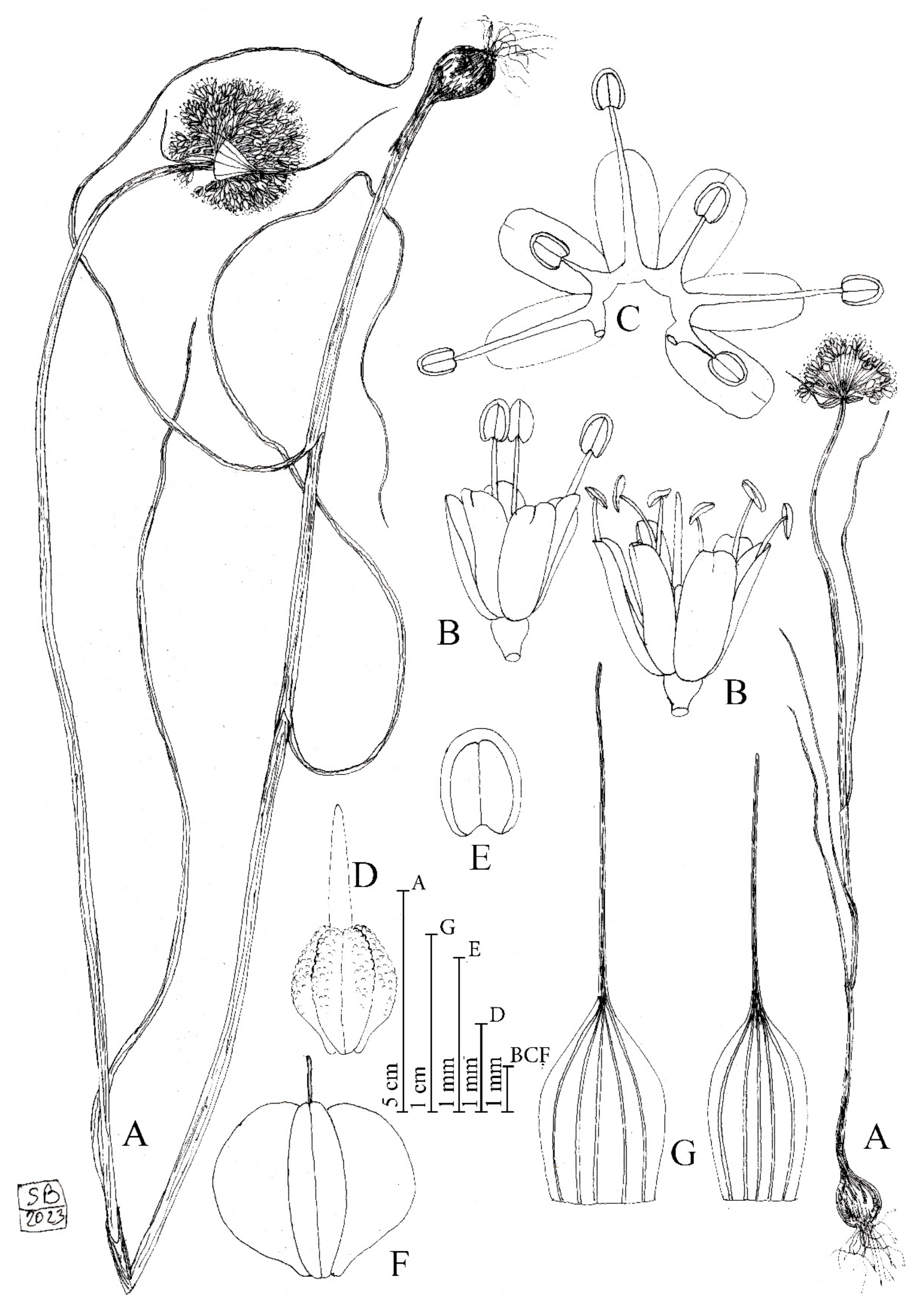 Draw it to know it – Gross Anatomy, Free Download, DEC 2020