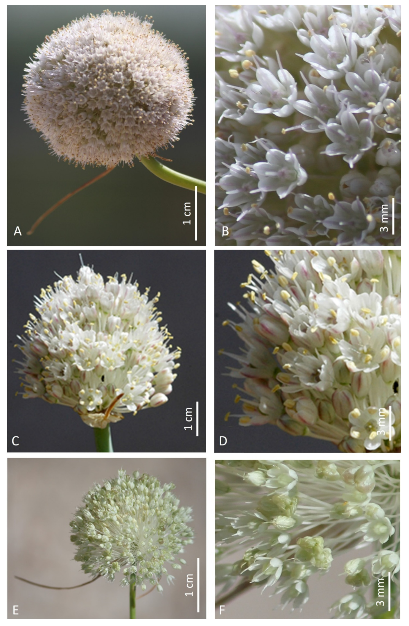 Plants 12 02074 g002