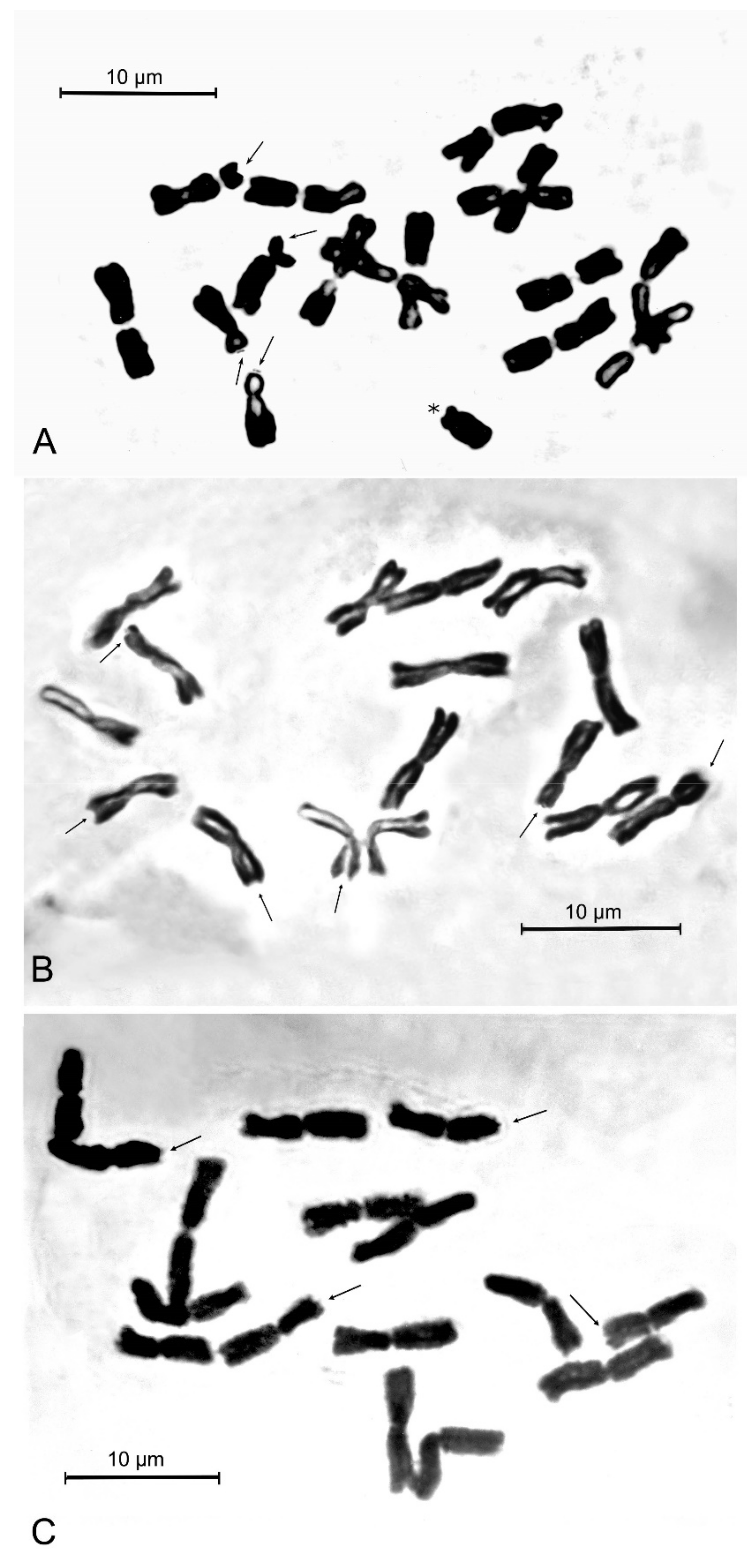 Plants 12 02074 g003