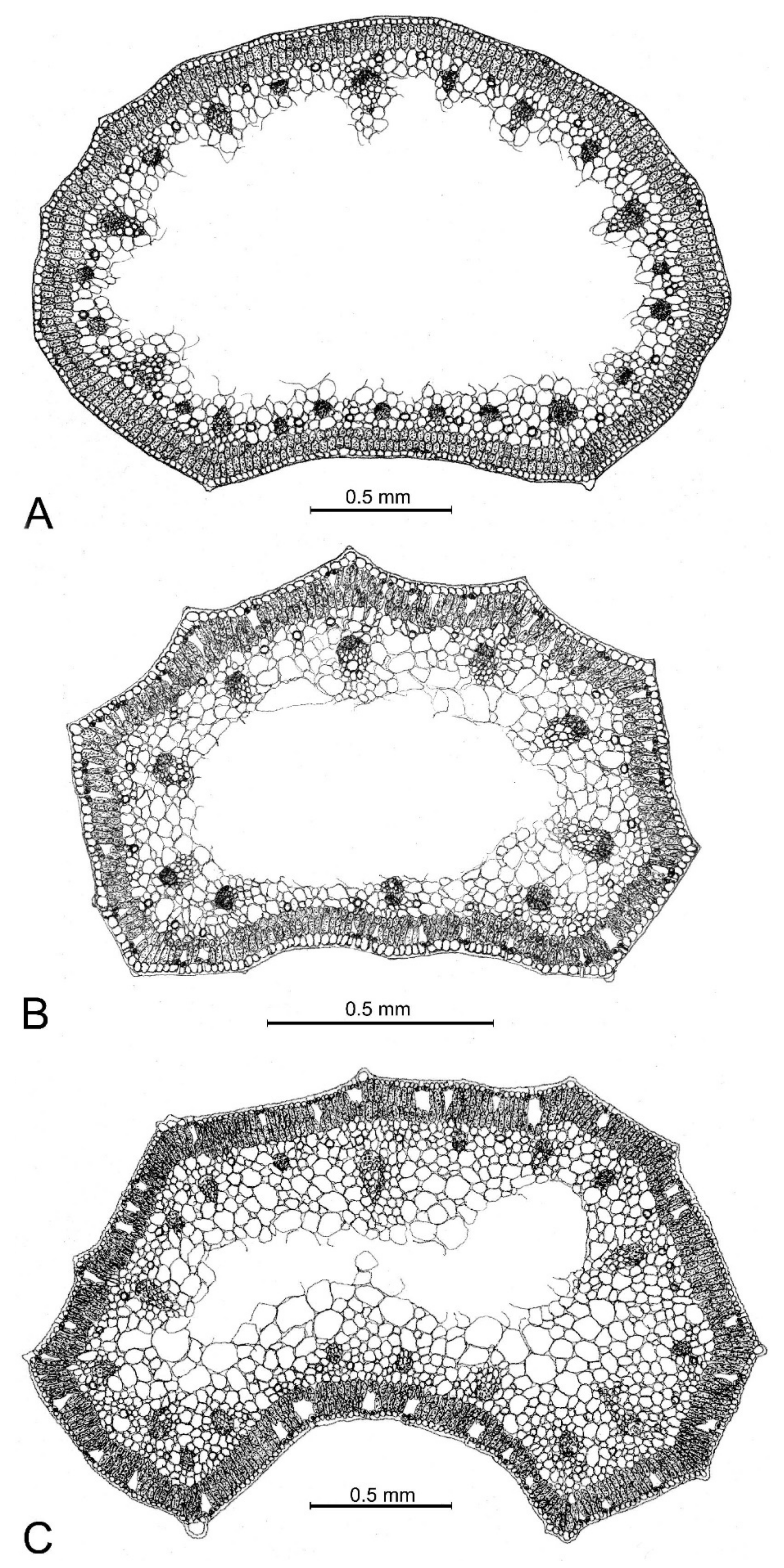 Plants 12 02074 g005