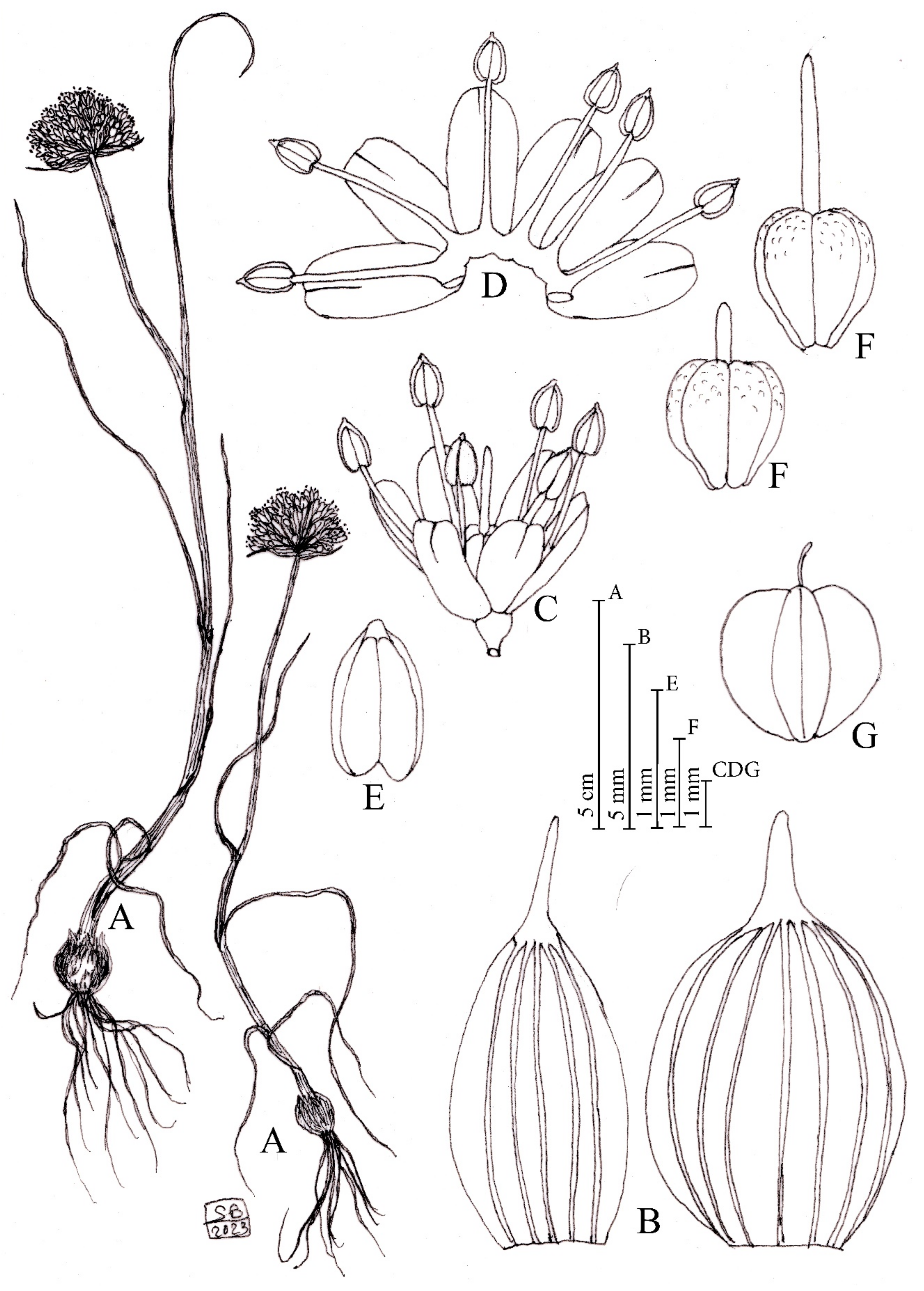 Plants 12 02074 g008