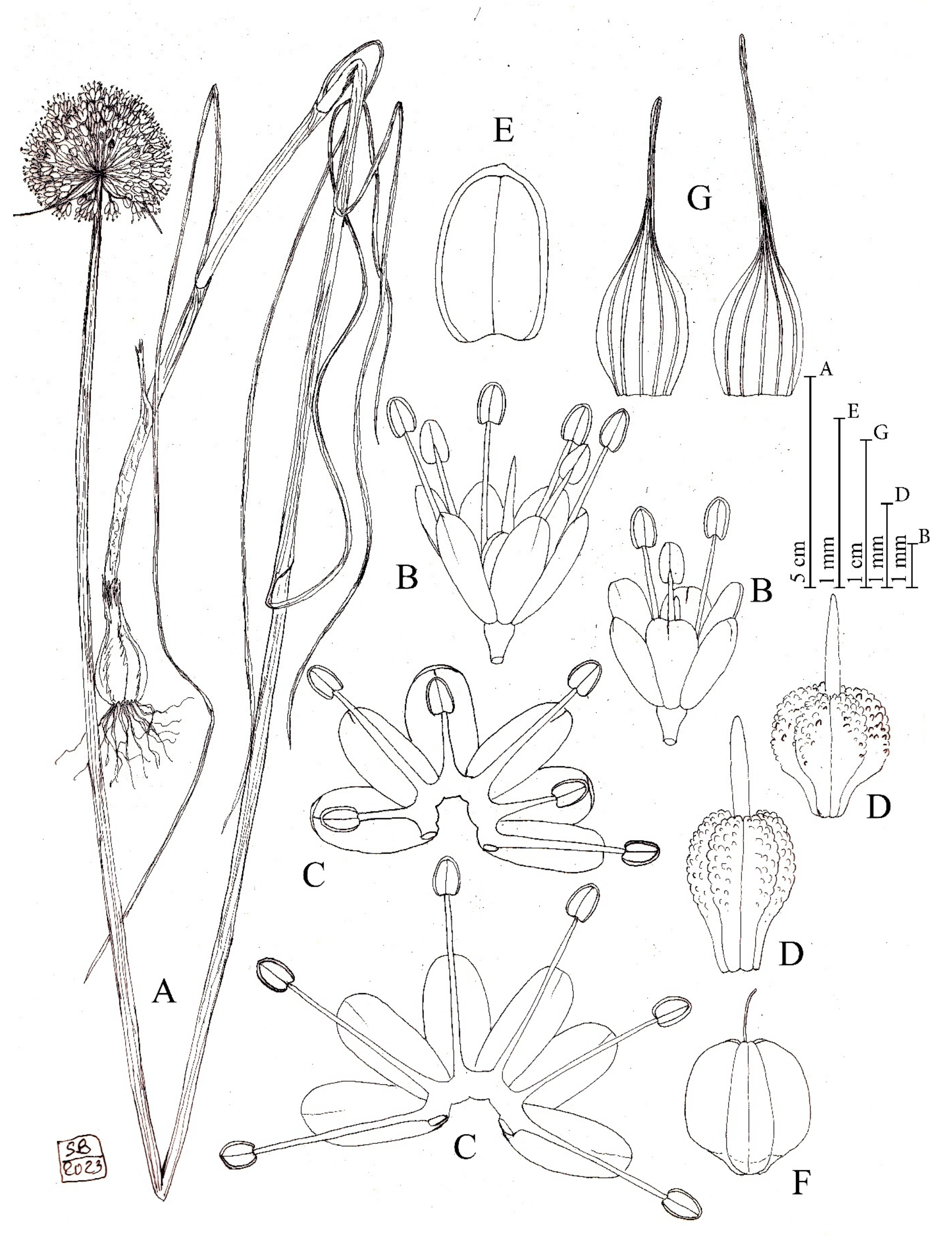 Plants 12 02074 g009