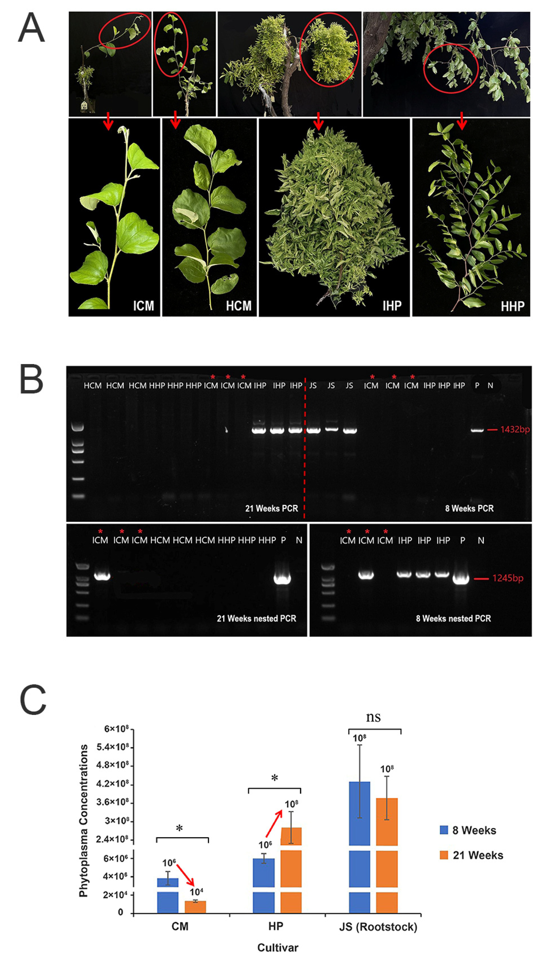 Plants 12 02082 g001 Plants 12 02082 g001