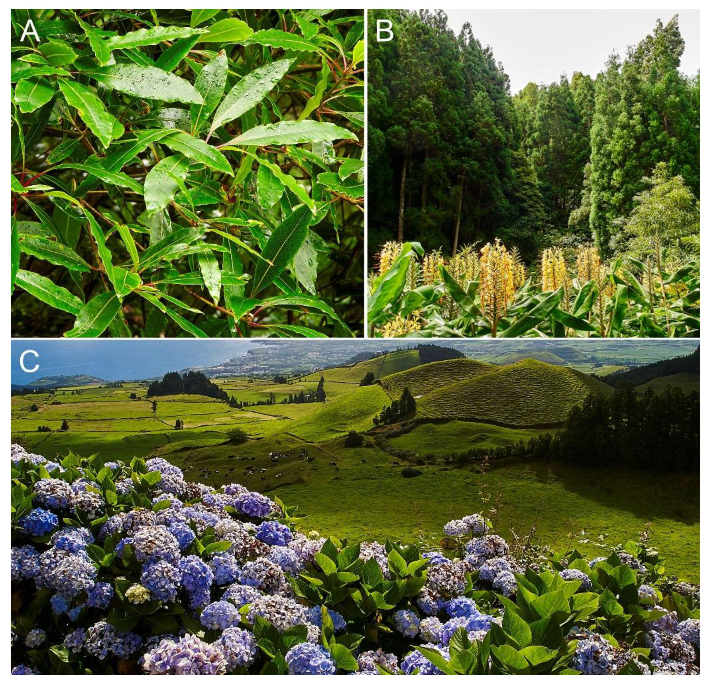 Plants 12 02089 g012