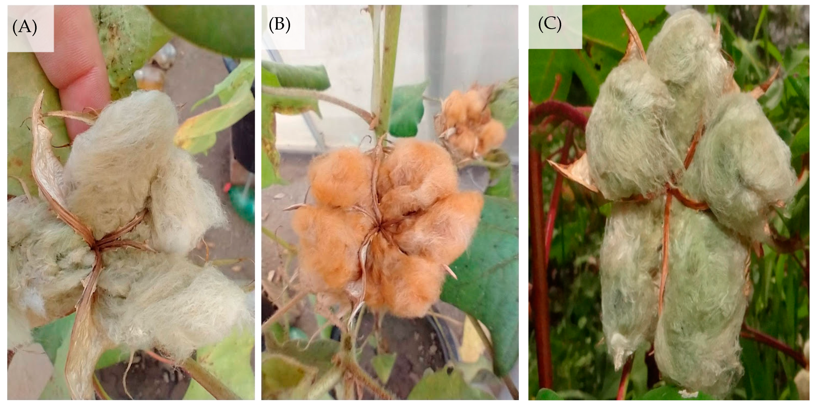 Plants 12 02090 g004