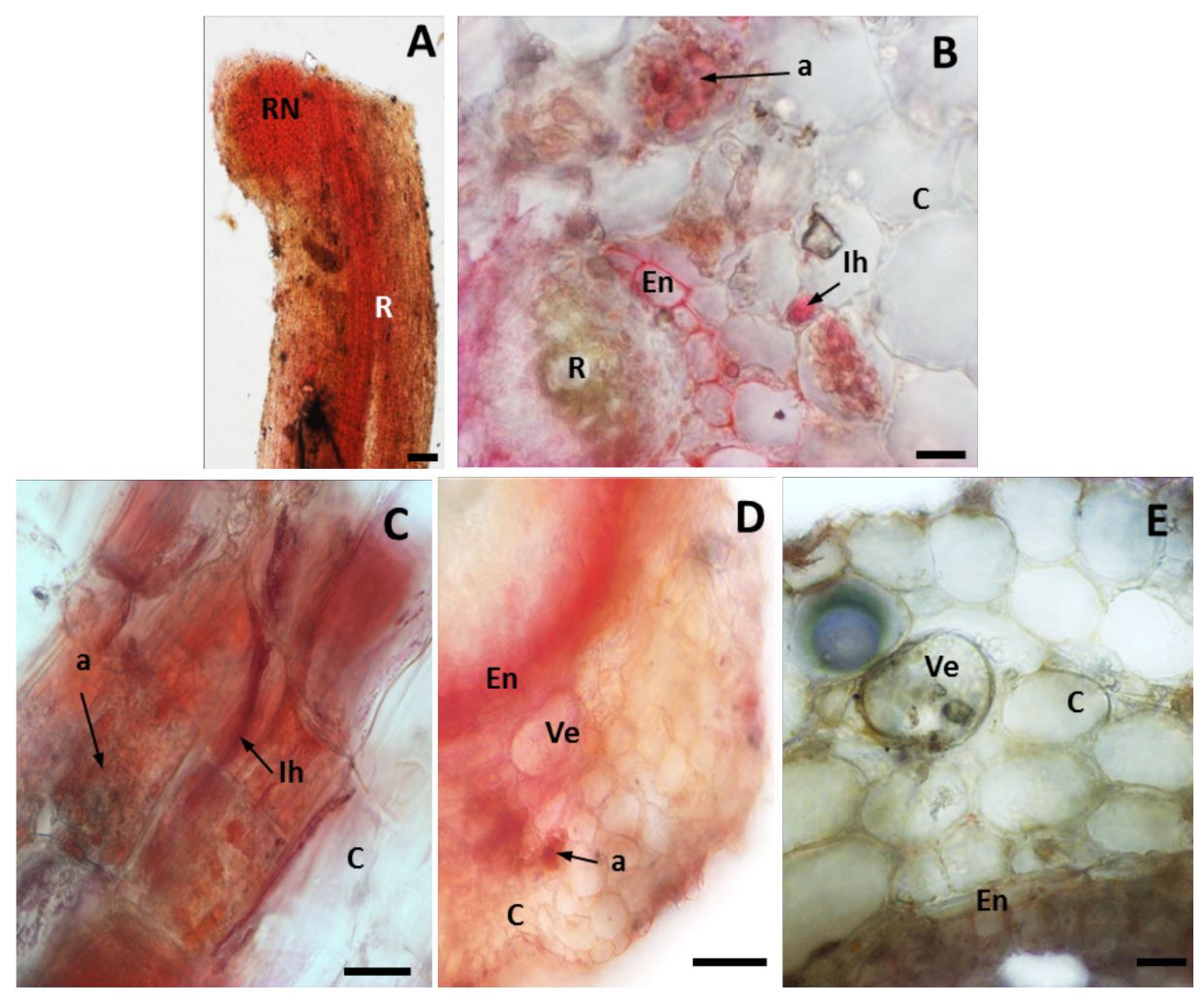 Plants 12 02092 g001 Plants 12 02092 g001