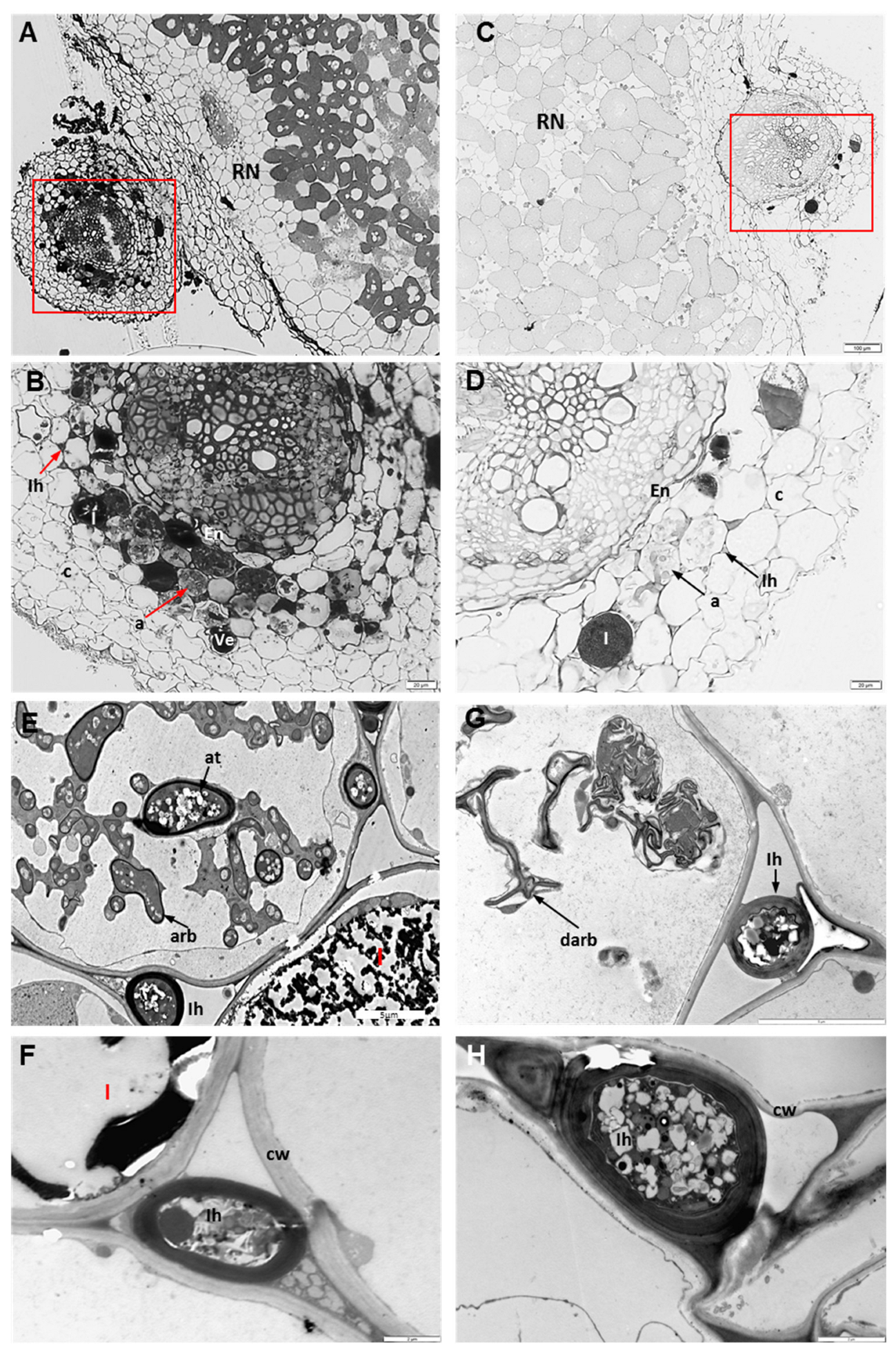 Plants 12 02092 g002 Plants 12 02092 g002