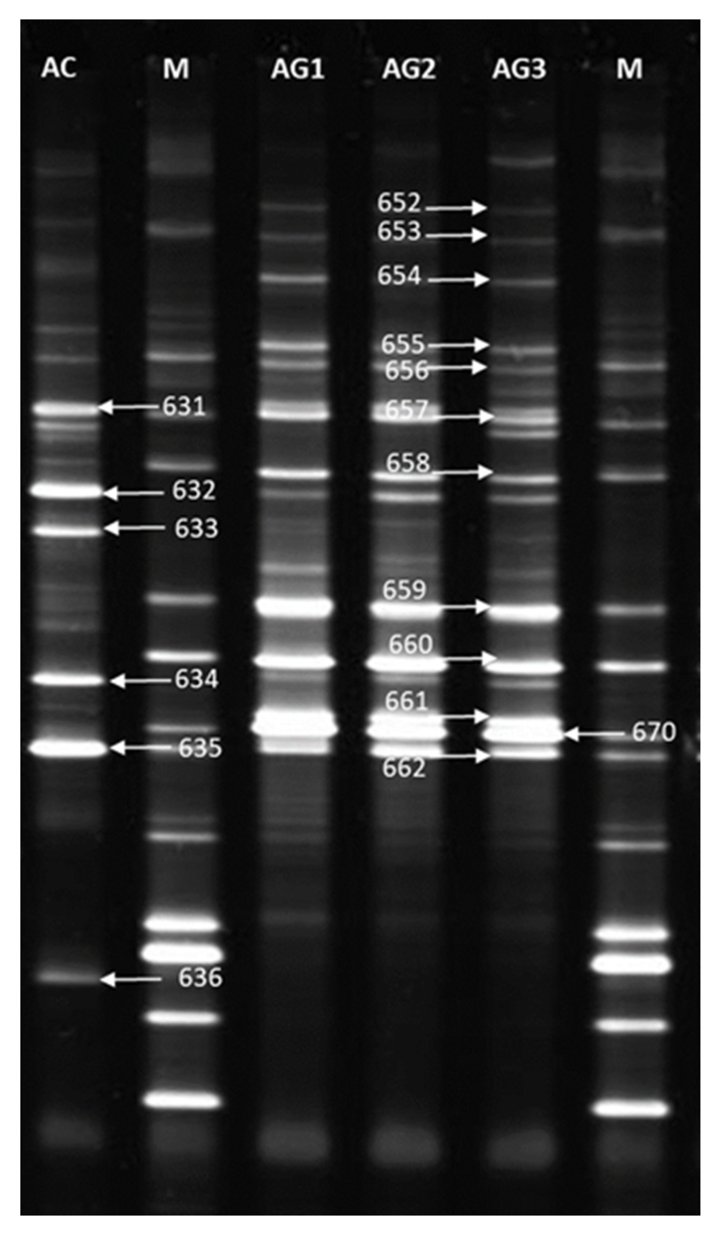 Plants 12 02092 g004 Plants 12 02092 g004