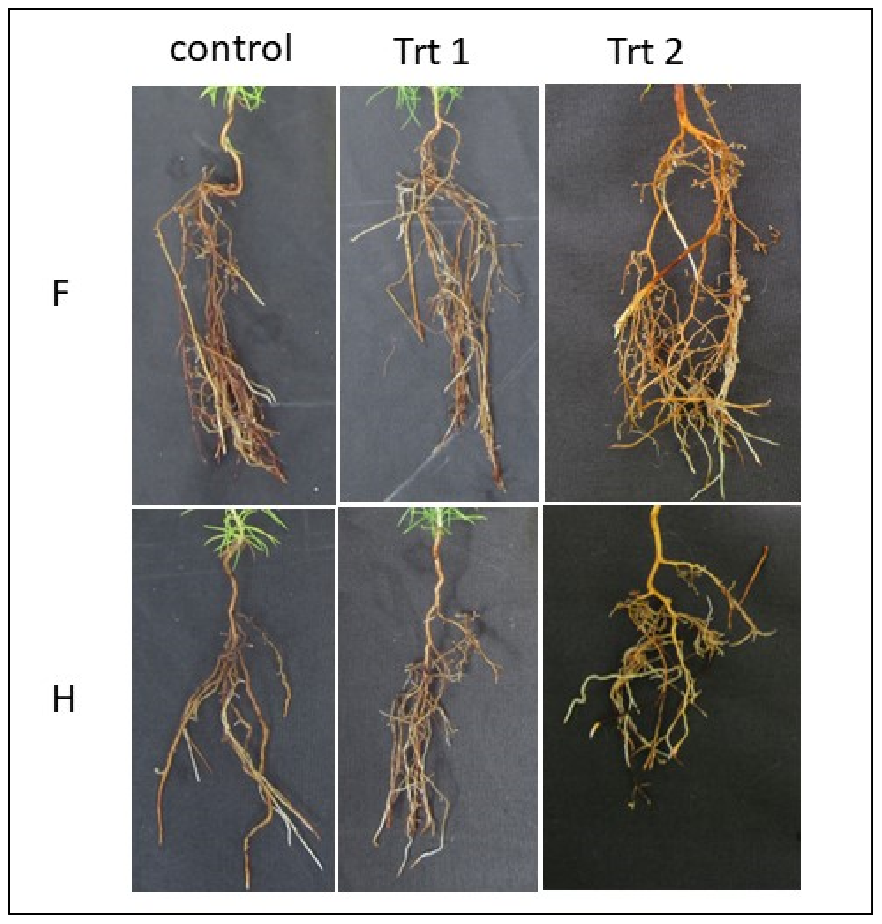 Plants 12 02095 g007 Plants 12 02095 g007