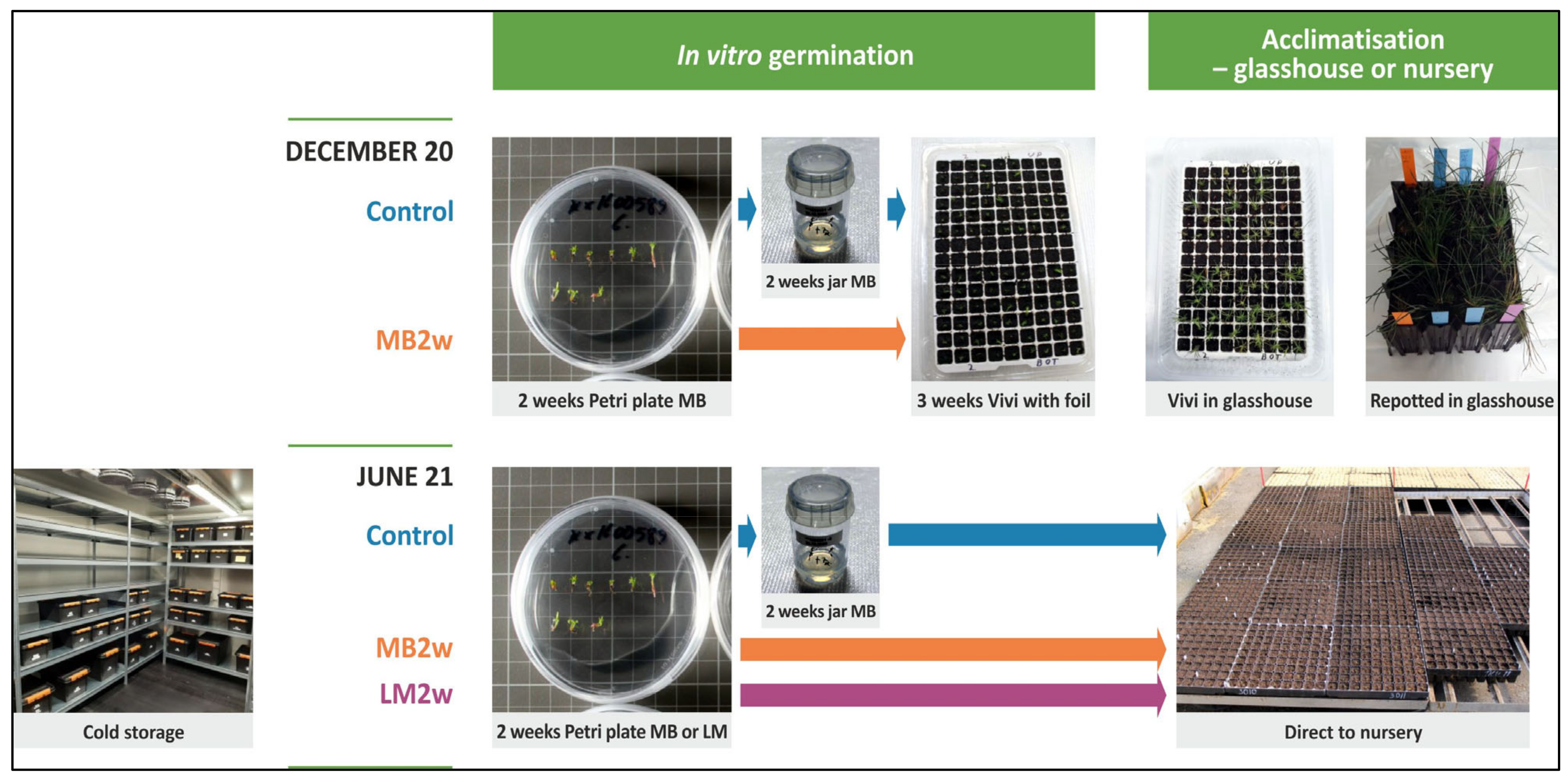 Plants 12 02095 g008 Plants 12 02095 g008