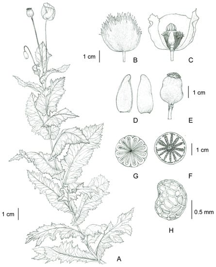 Plants | Free Full-Text | Morphology, Taxonomy, Anatomy, and