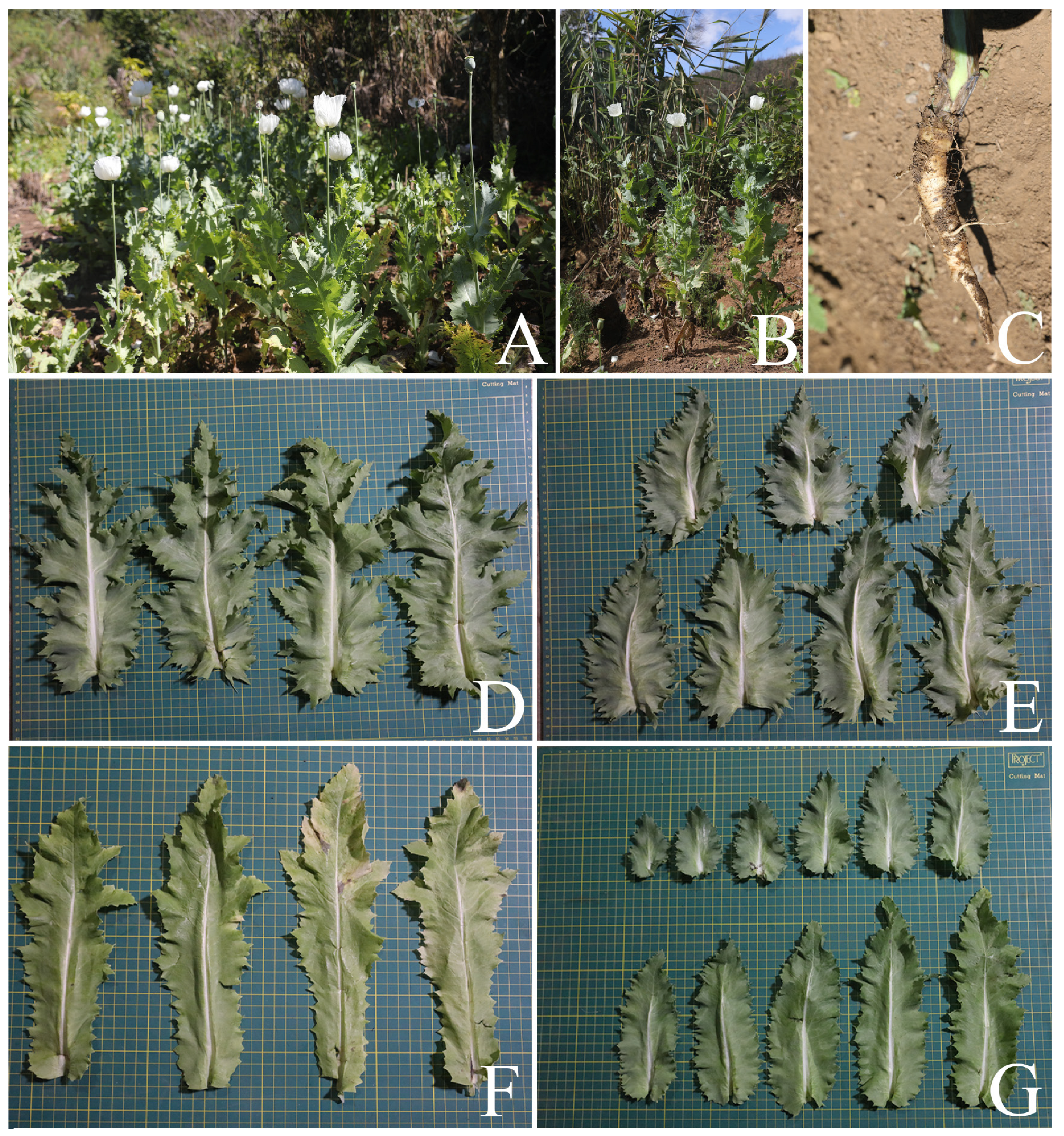 Plants 12 02105 g002