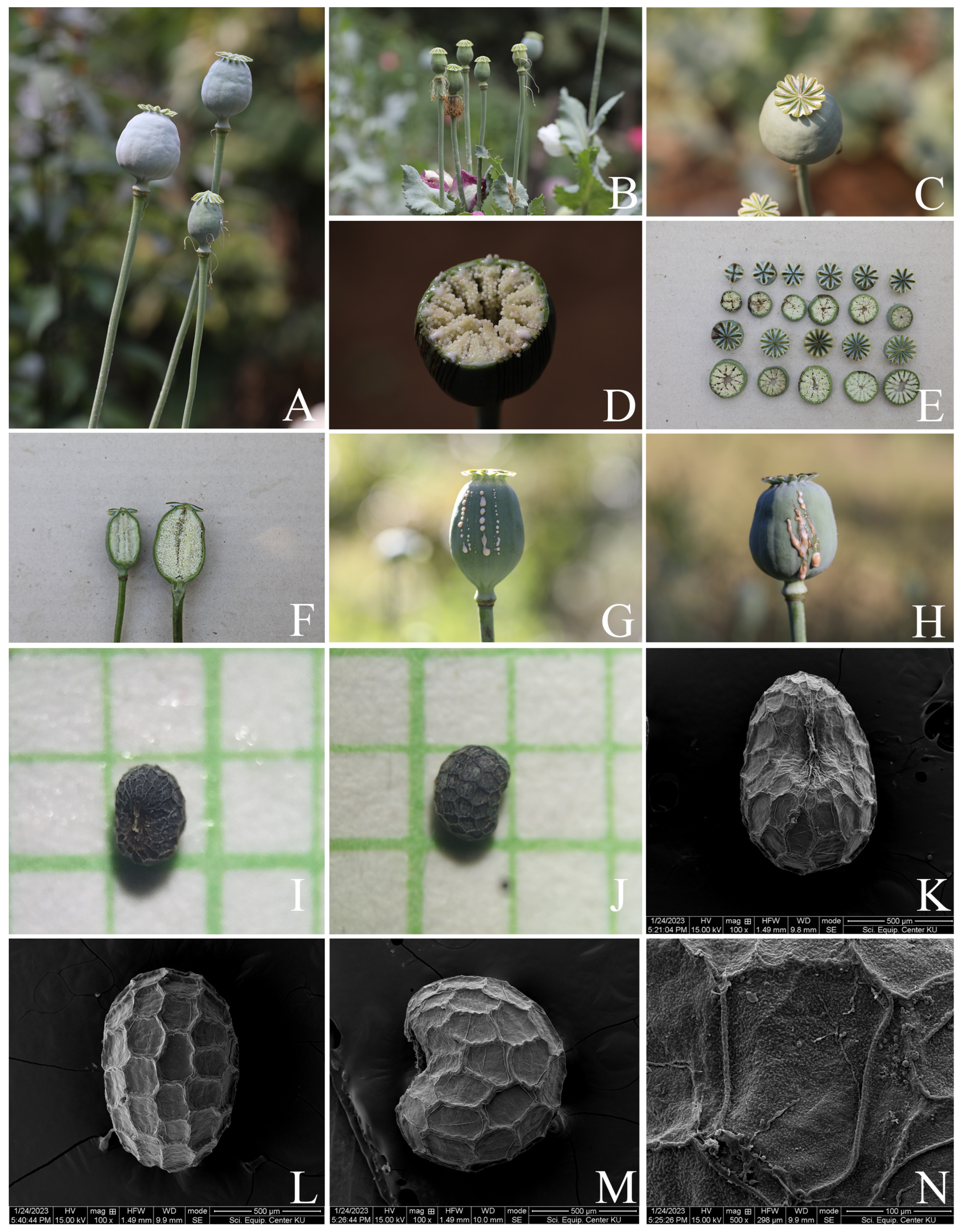 Plants 12 02105 g004