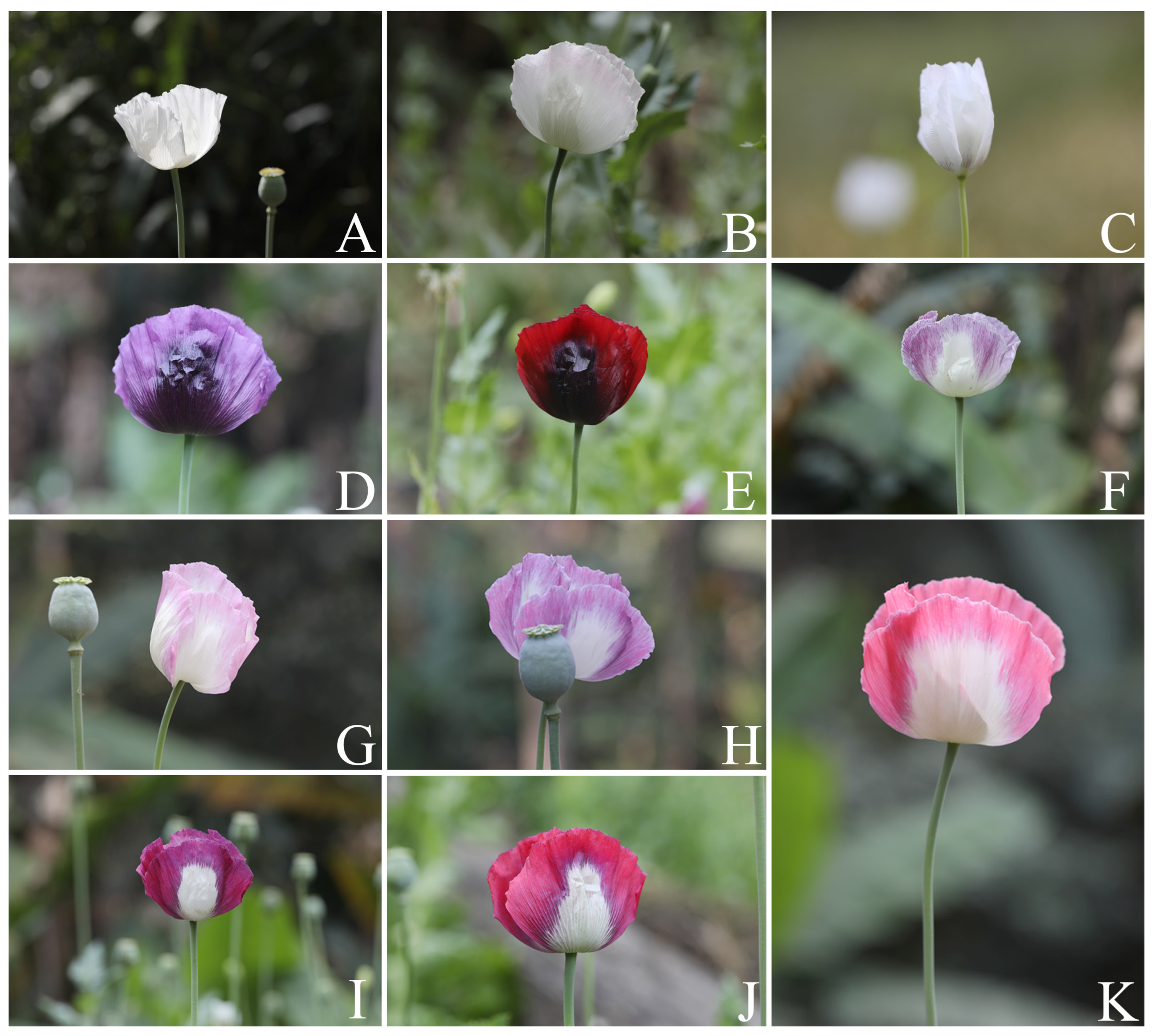 Plants 12 02105 g006