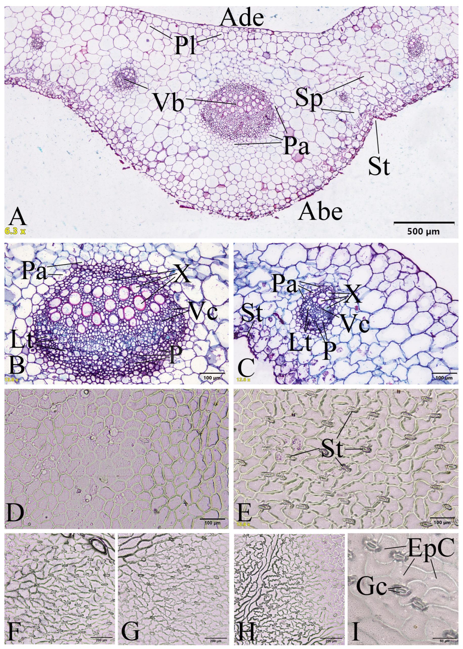 Plants 12 02105 g012
