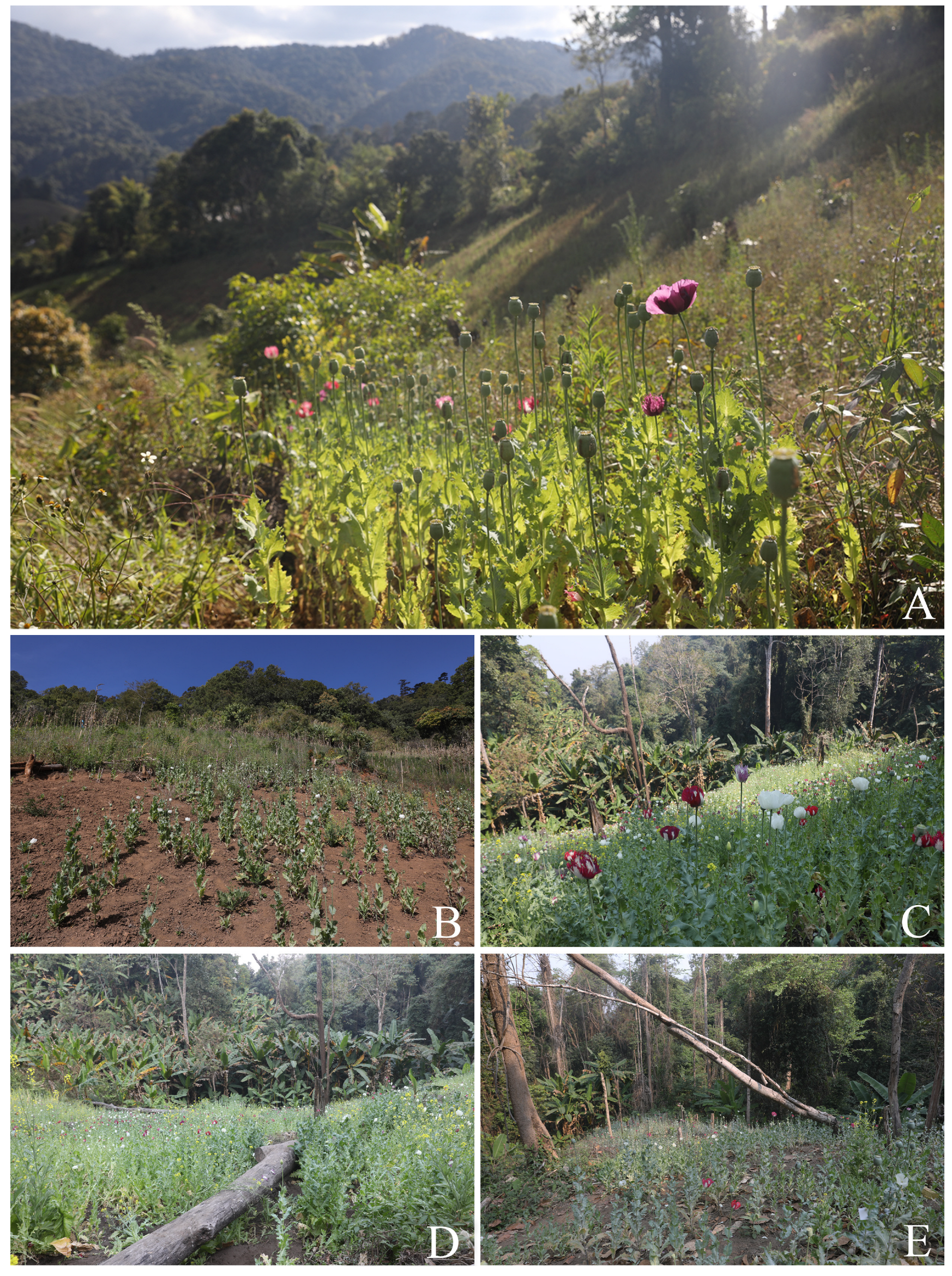 Plants 12 02105 g0a1