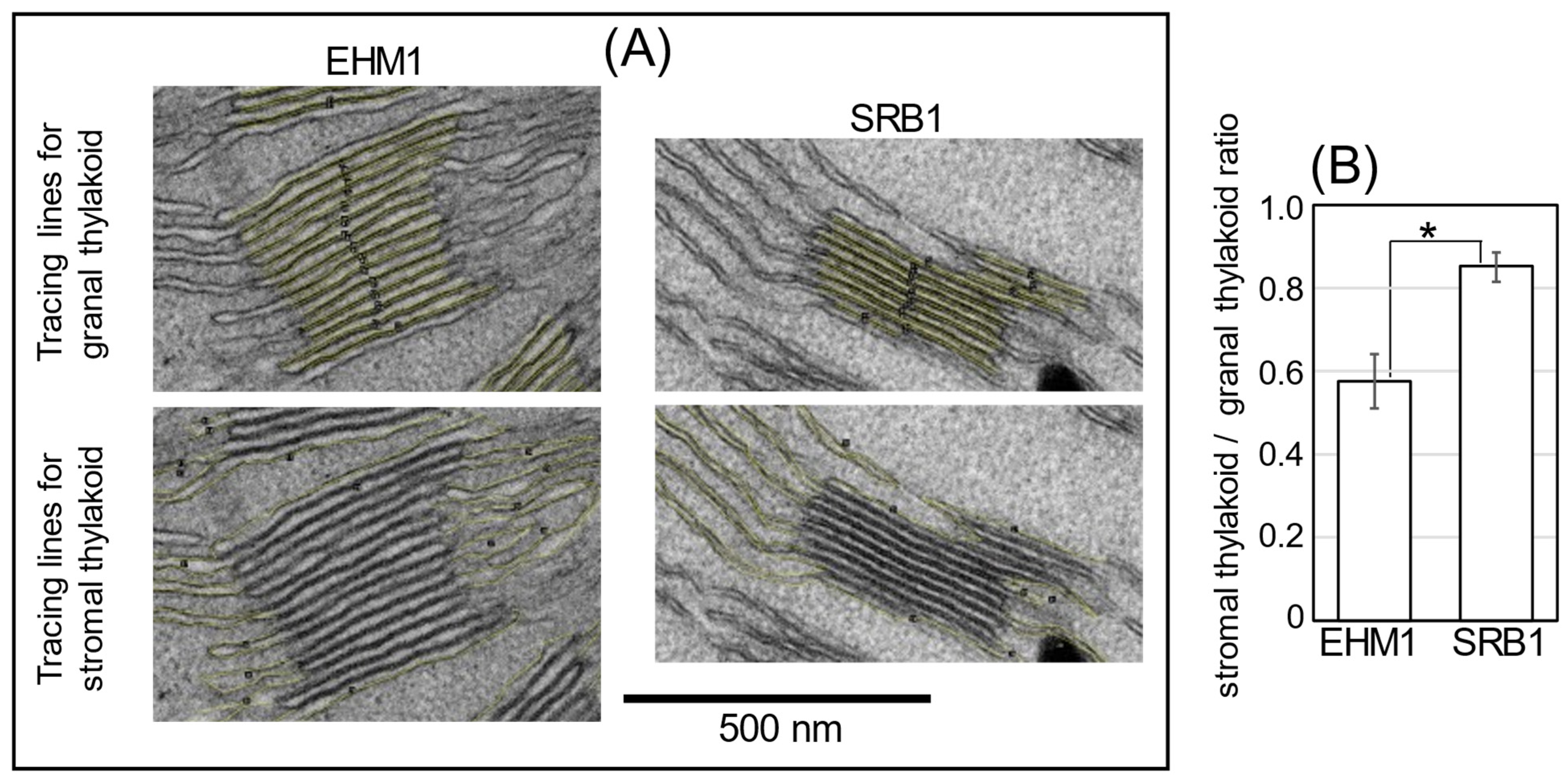 Plants 12 02111 g003