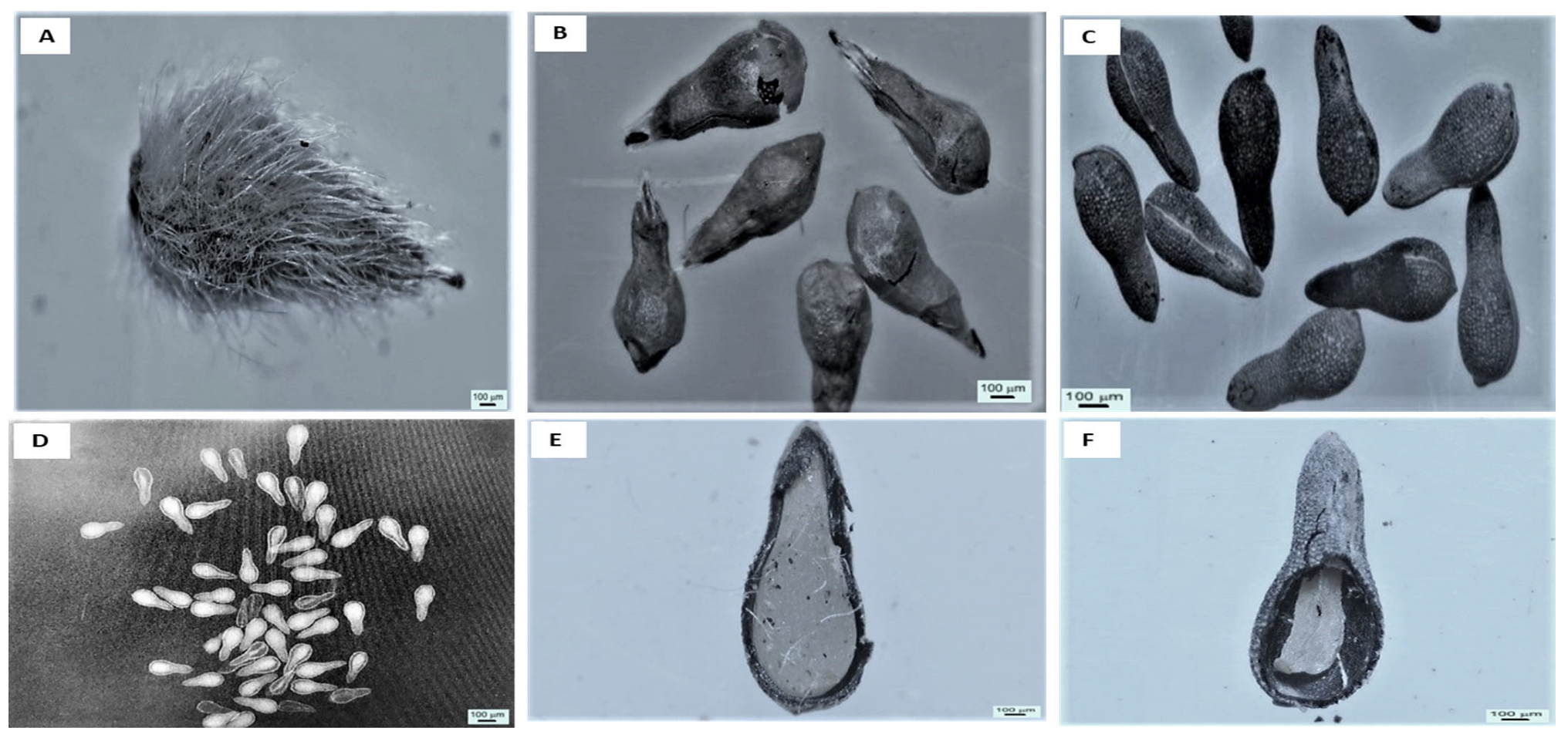 Plants 12 02112 g001