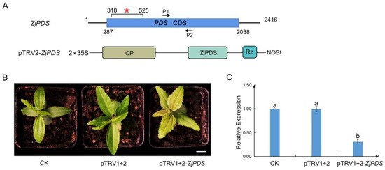 りゅ Virus-Induced Gene Silencing (VIGS) in Chinese Jujube