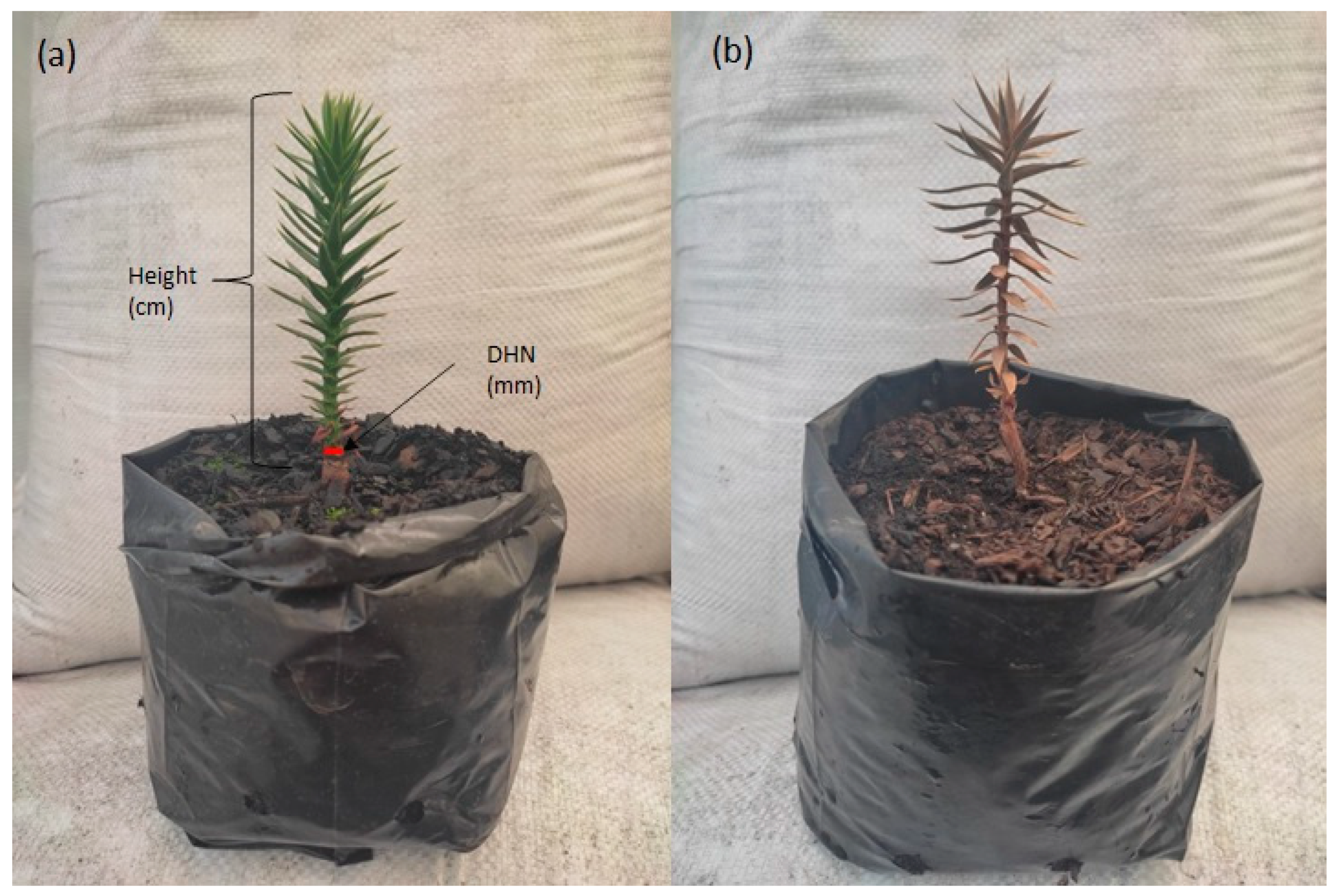 Plants 12 02116 g006 Plants 12 02116 g006