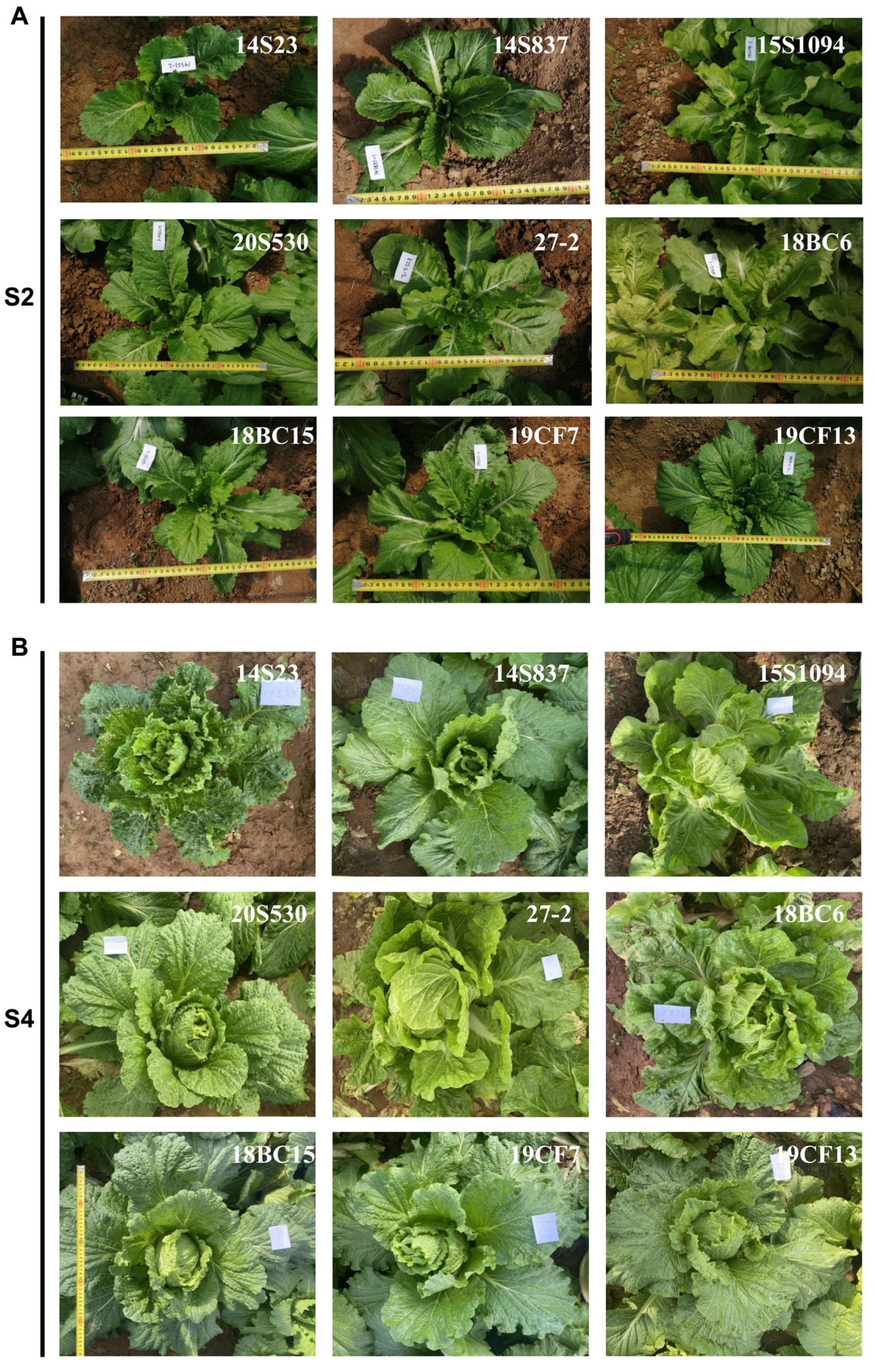 Genome-wide transcriptome analysis reveals molecular pathways involved in  leafy head formation of Chinese cabbage (Brassica rapa)