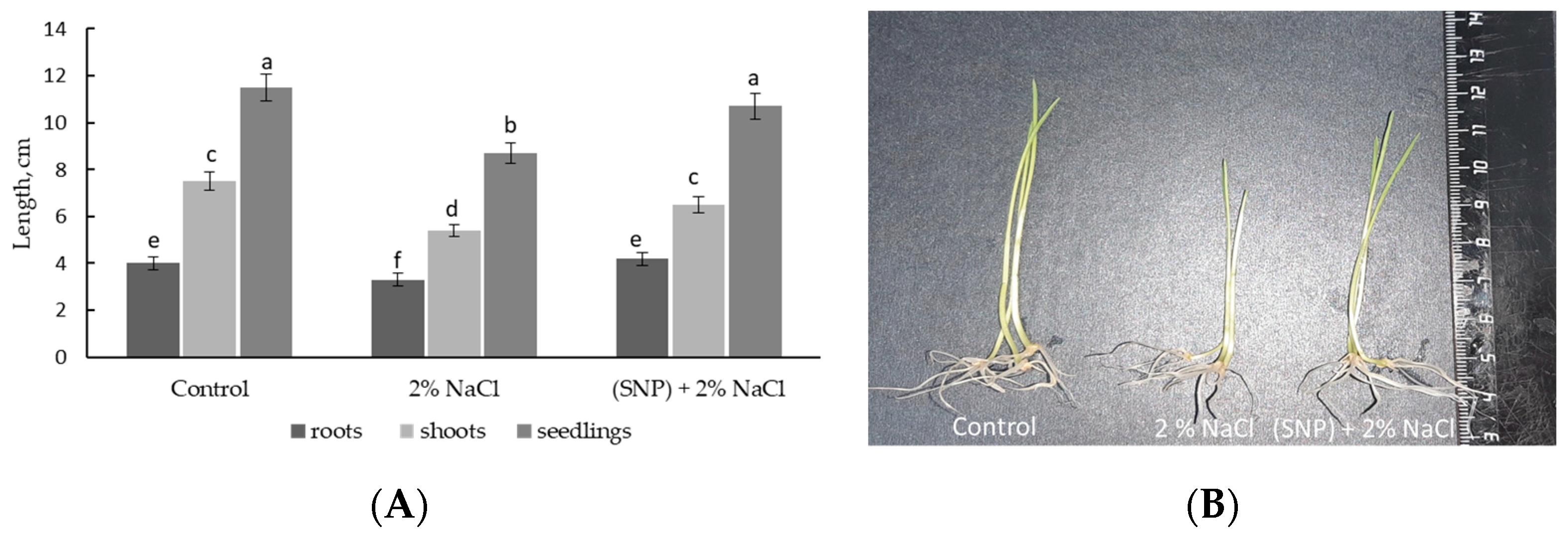 Plants 12 02123 g004 Plants 12 02123 g004