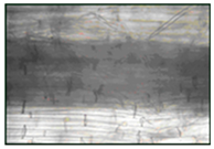 Plants 12 02123 i001 Plants 12 02123 i001