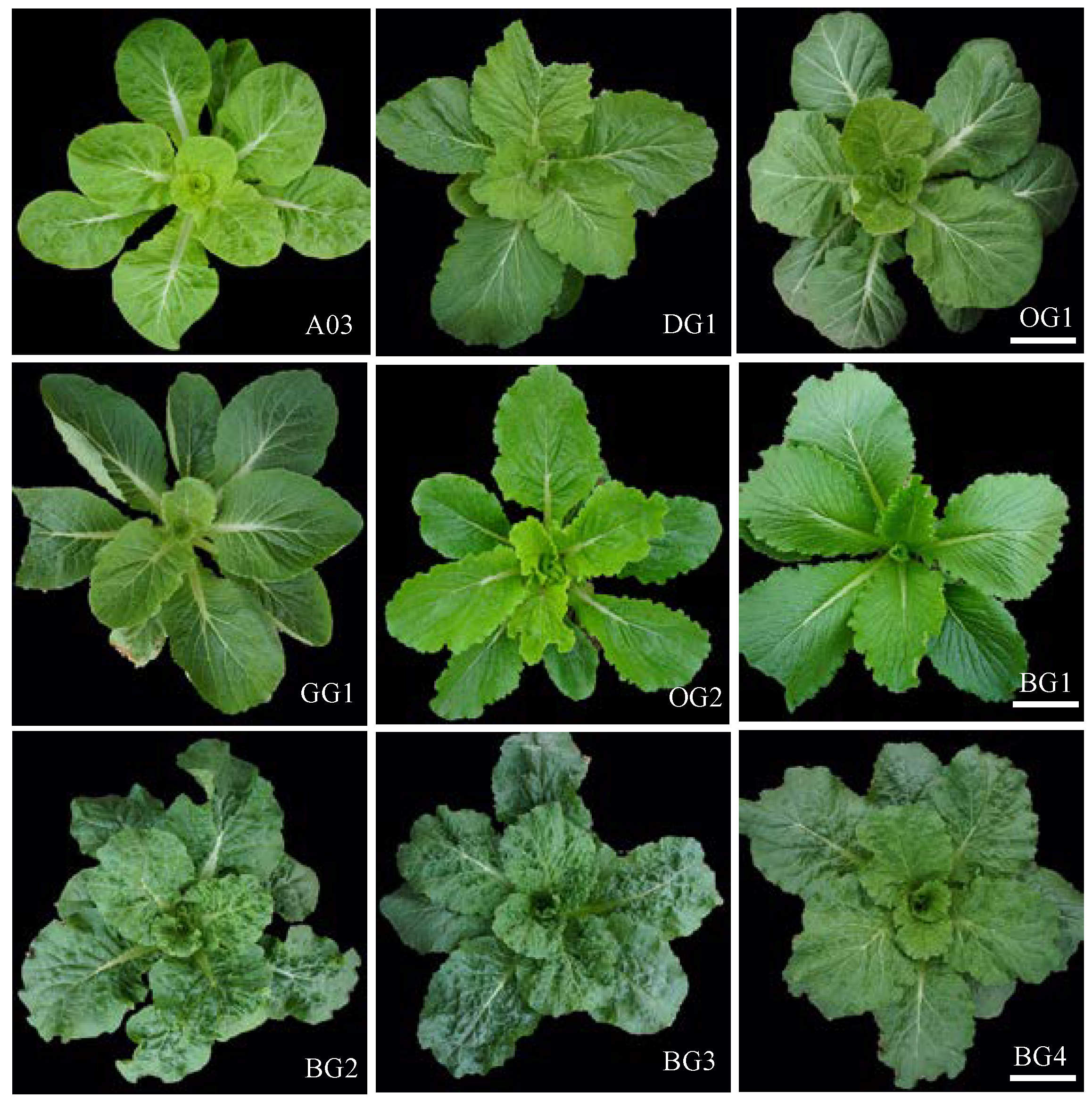 Plants 12 02124 g001 Plants 12 02124 g001