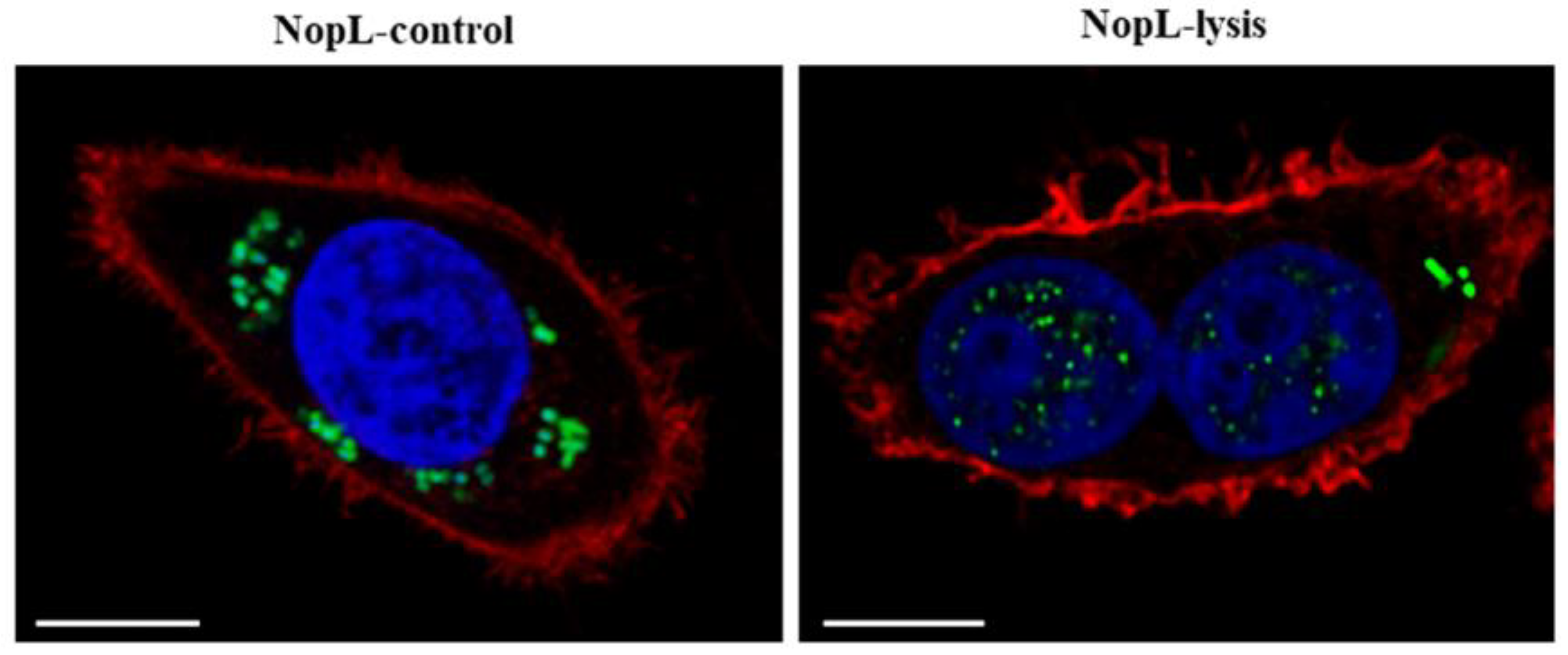Plants 12 02133 g004