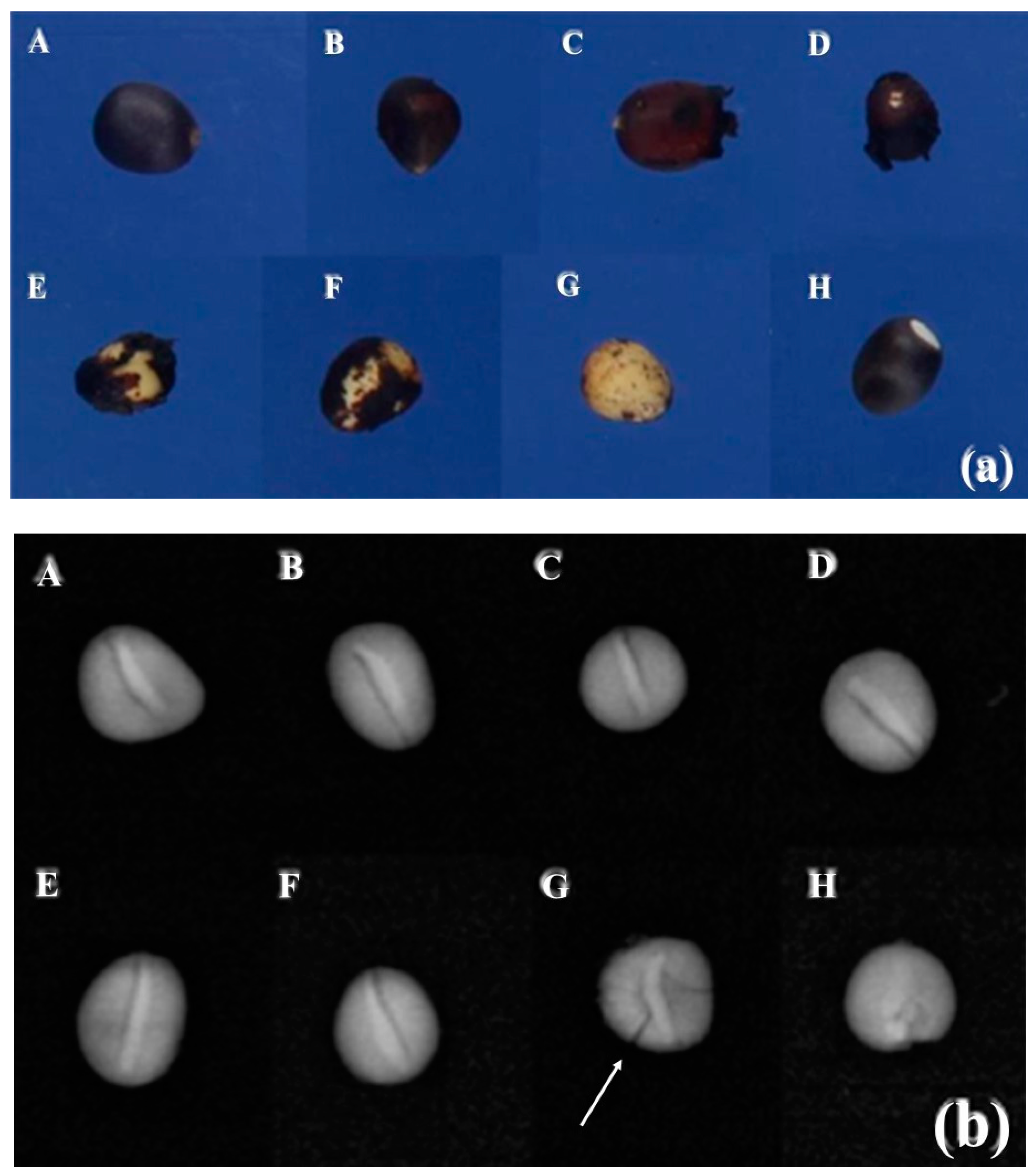 Plants 12 02142 g007