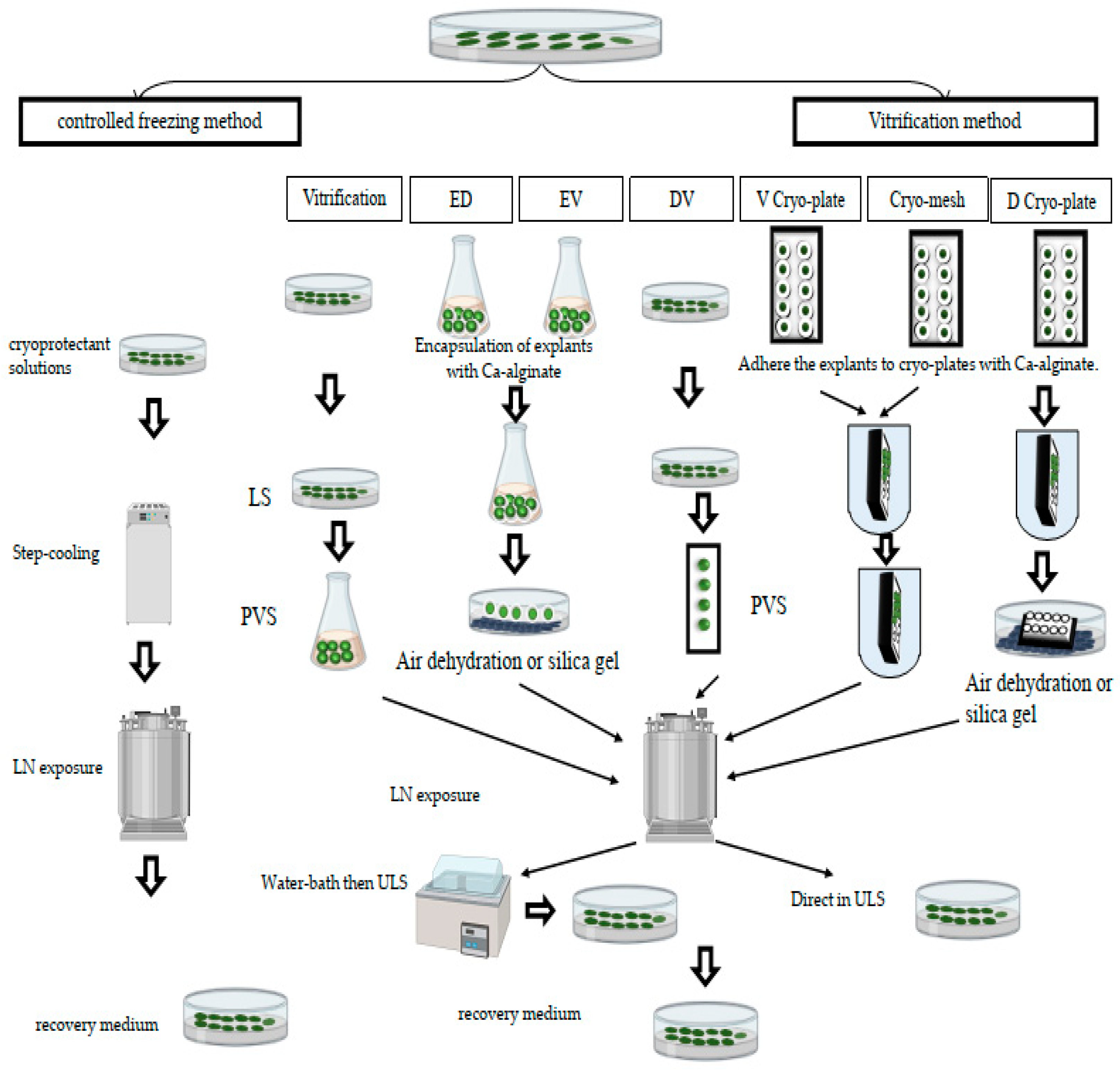 Plants 12 02143 g001