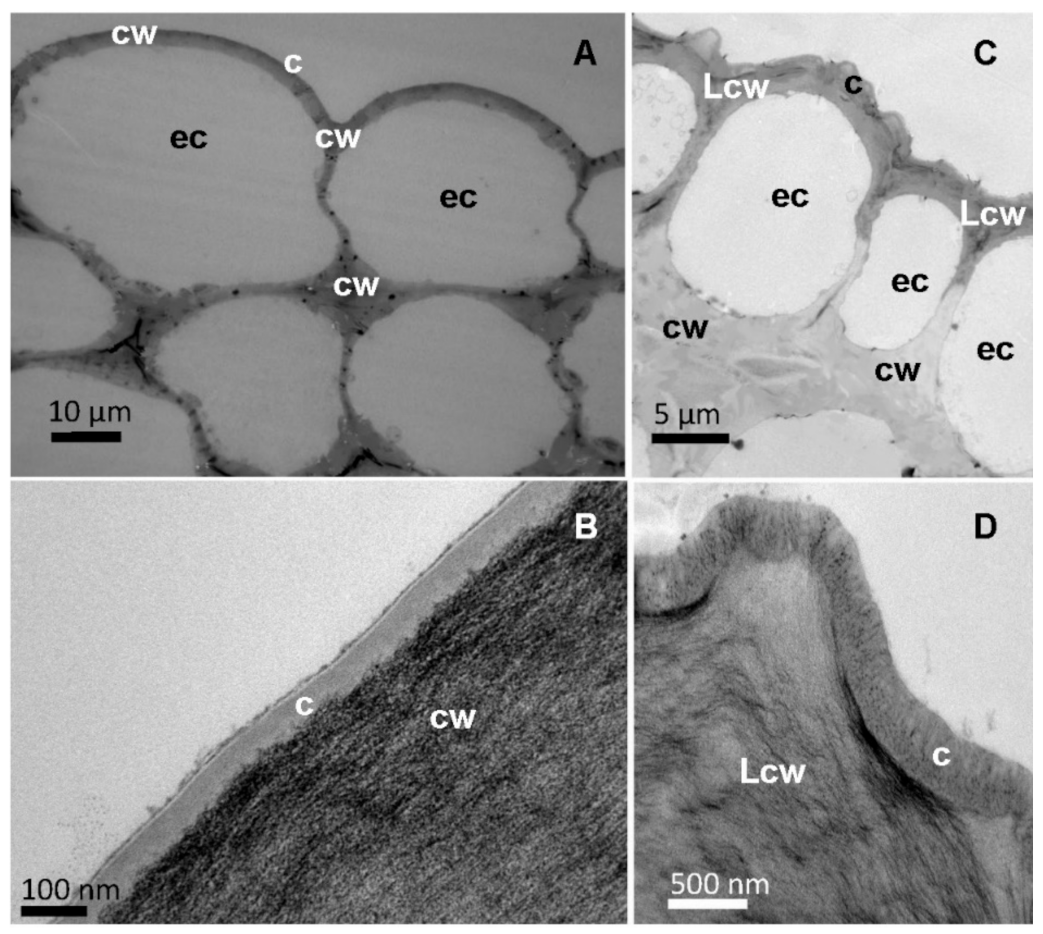 Plants 12 02152 g004 Plants 12 02152 g004