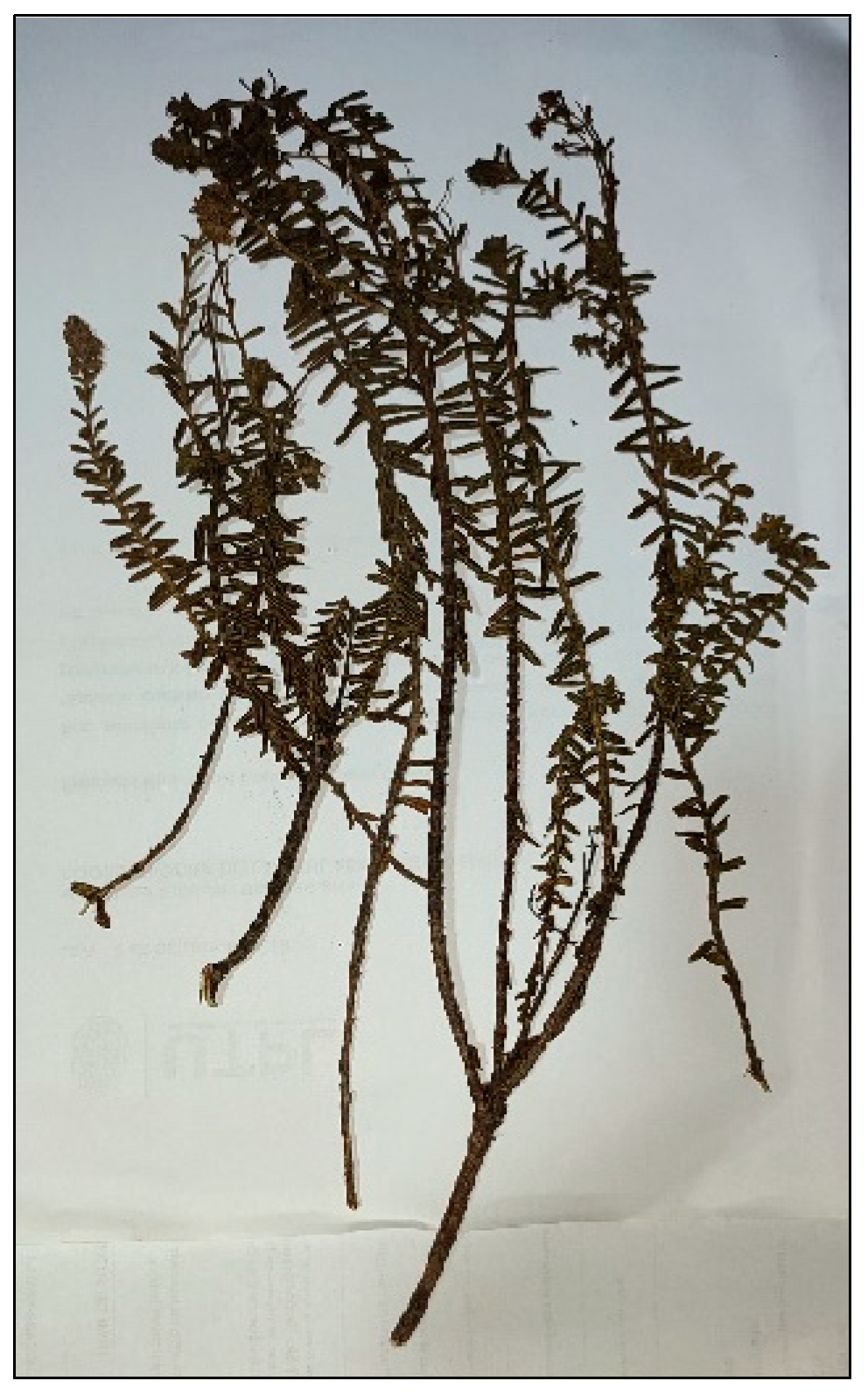 Plants 12 02155 g001 Plants 12 02155 g001