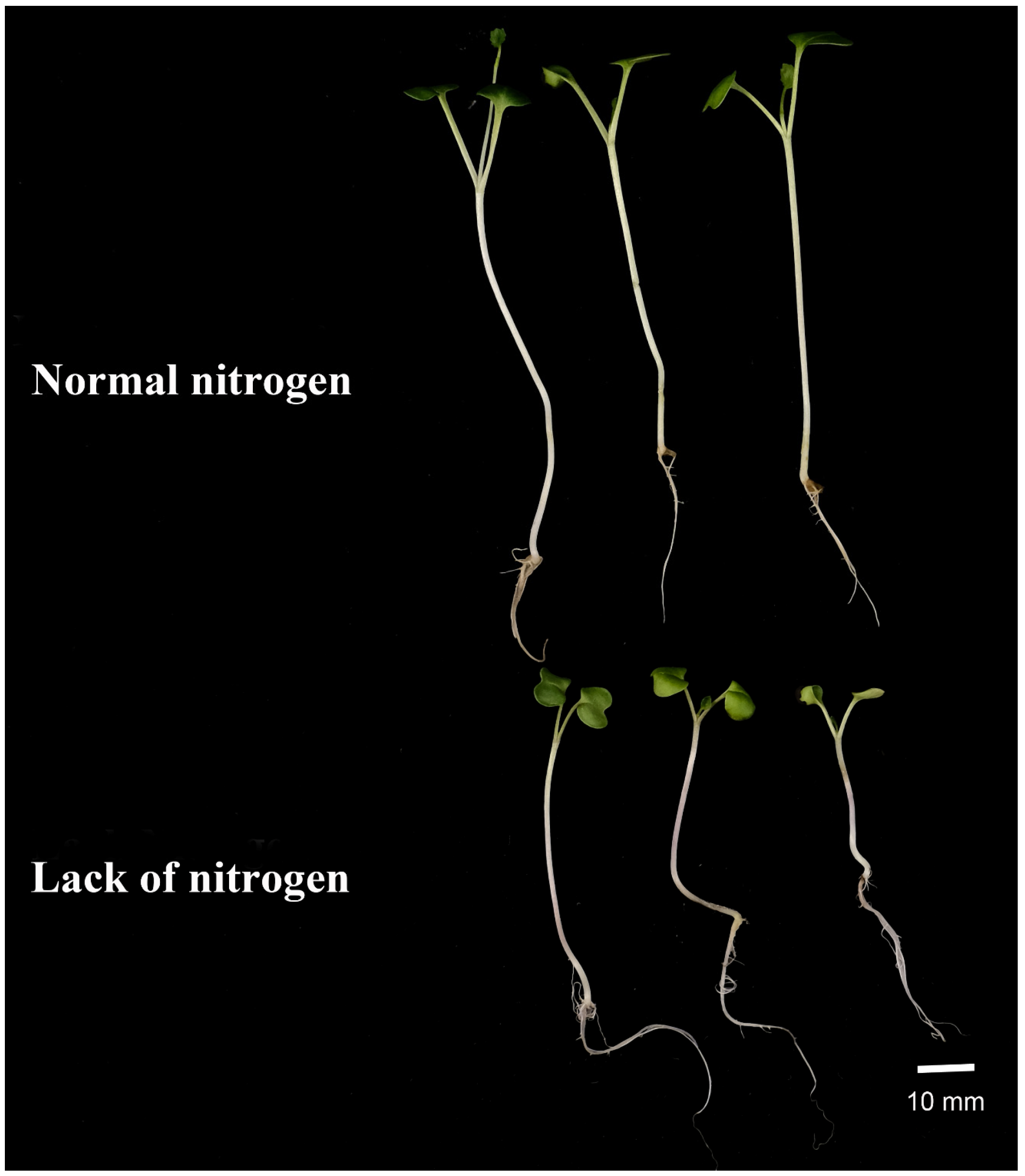 Plants 12 02166 g009 Plants 12 02166 g009