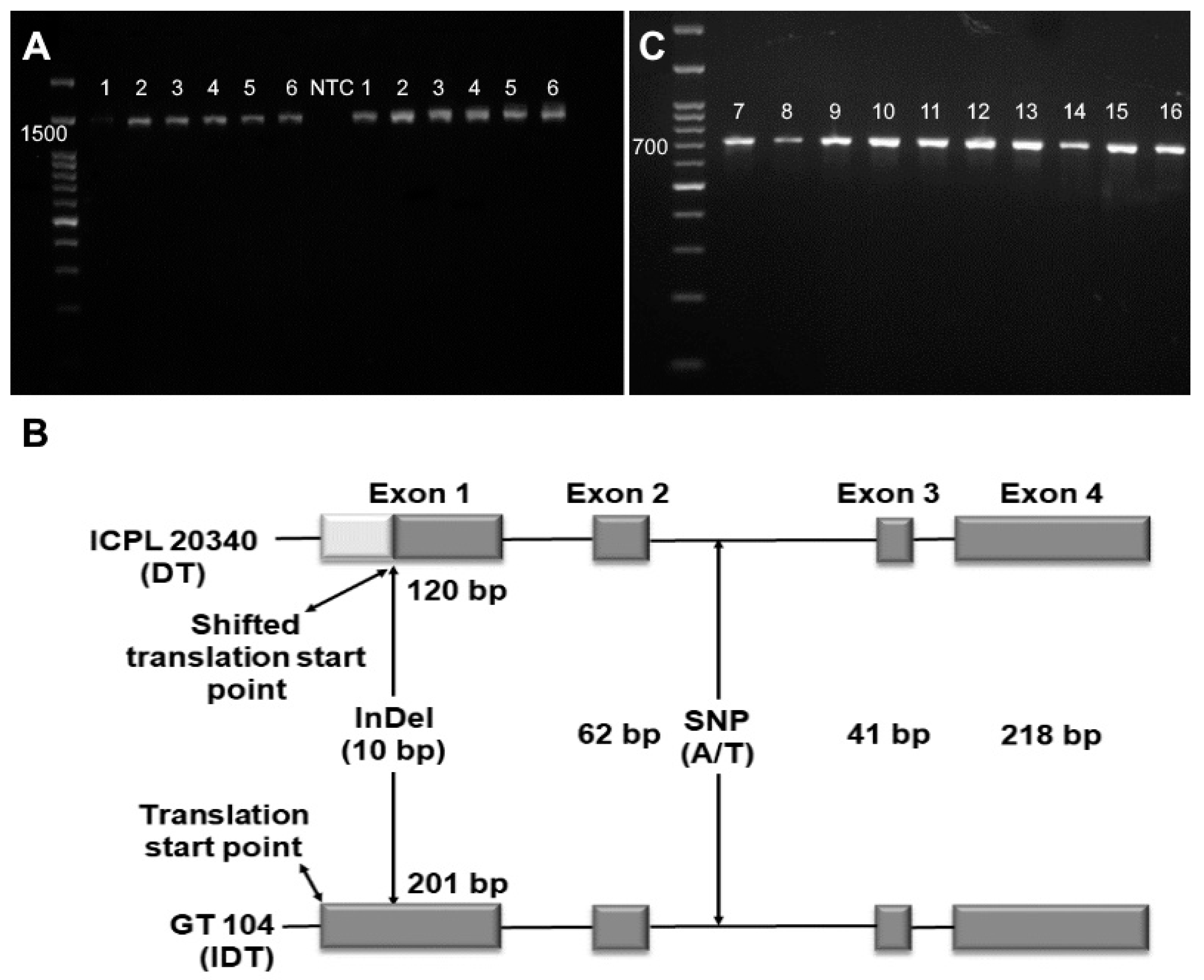 Plants 12 02168 g001